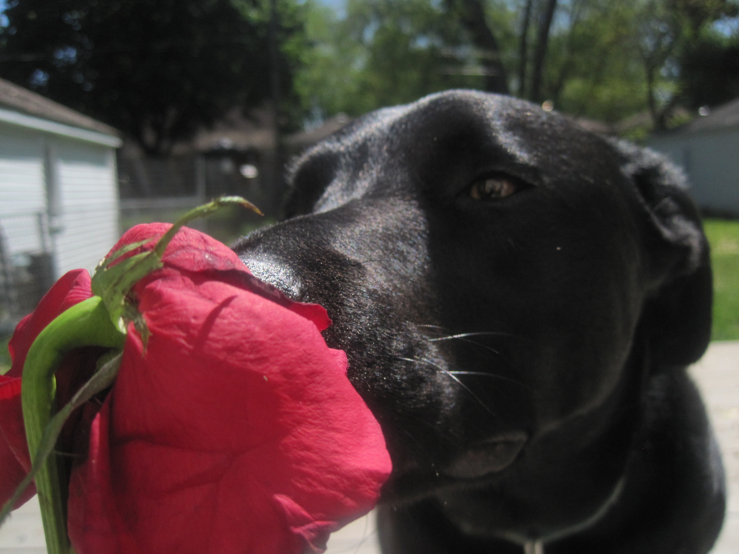 Puppy Love - Labrador Retriever , HD Wallpaper & Backgrounds