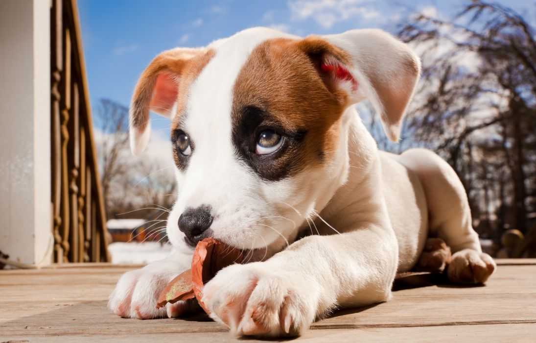 Dogs Puppy Glance Snout Animals Baby Dog Eyes Wallpaper - Brown And White Pitbull Boxer Mix , HD Wallpaper & Backgrounds