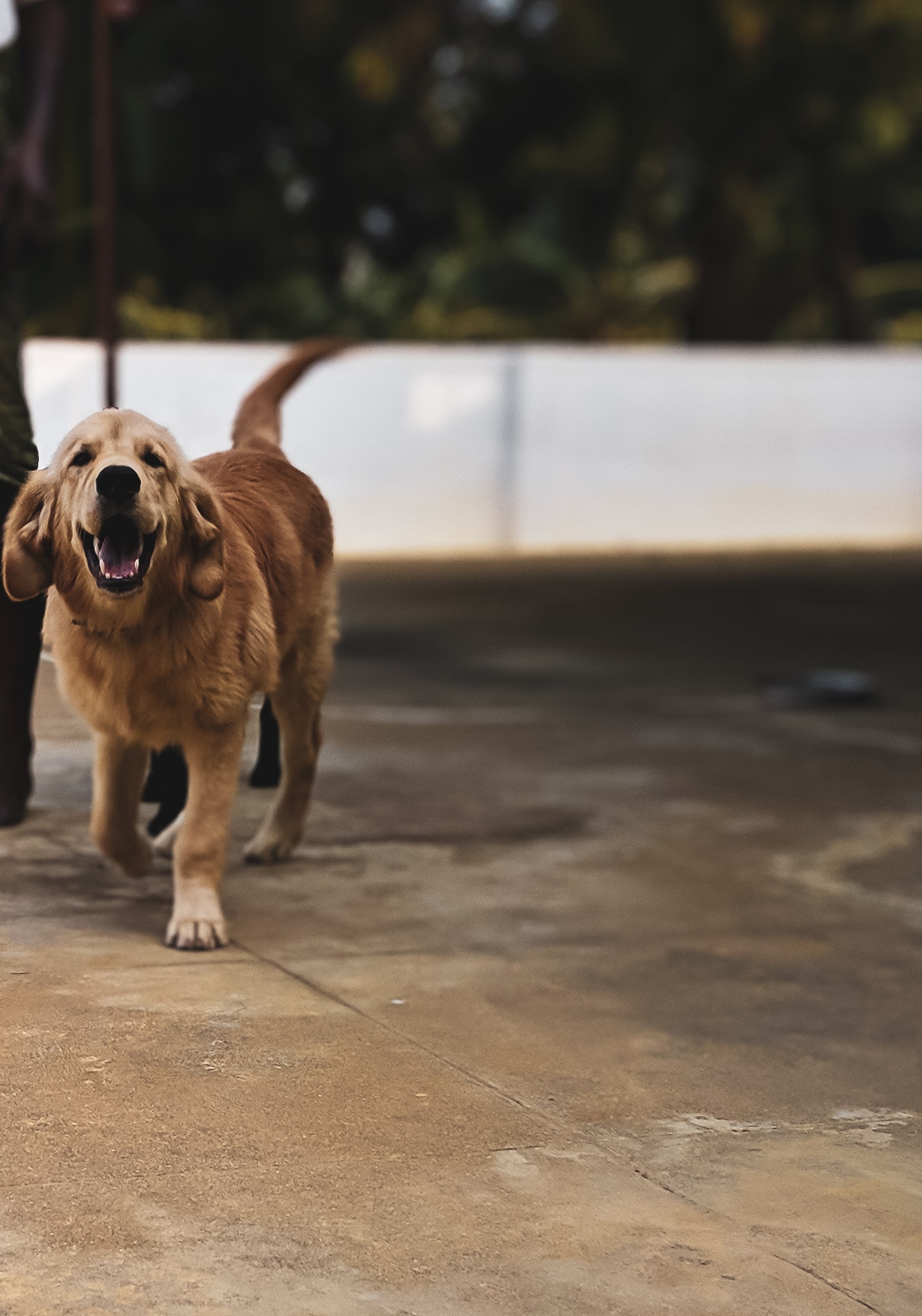 Companion Dog , HD Wallpaper & Backgrounds