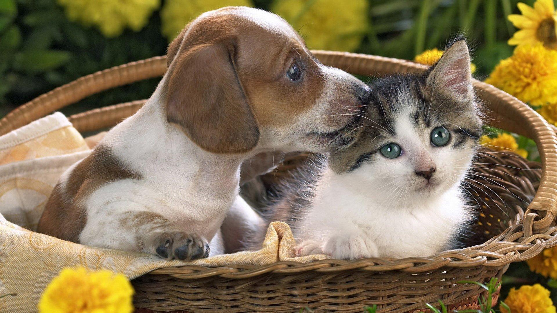 Pet Love - Dog Cat Images Download , HD Wallpaper & Backgrounds