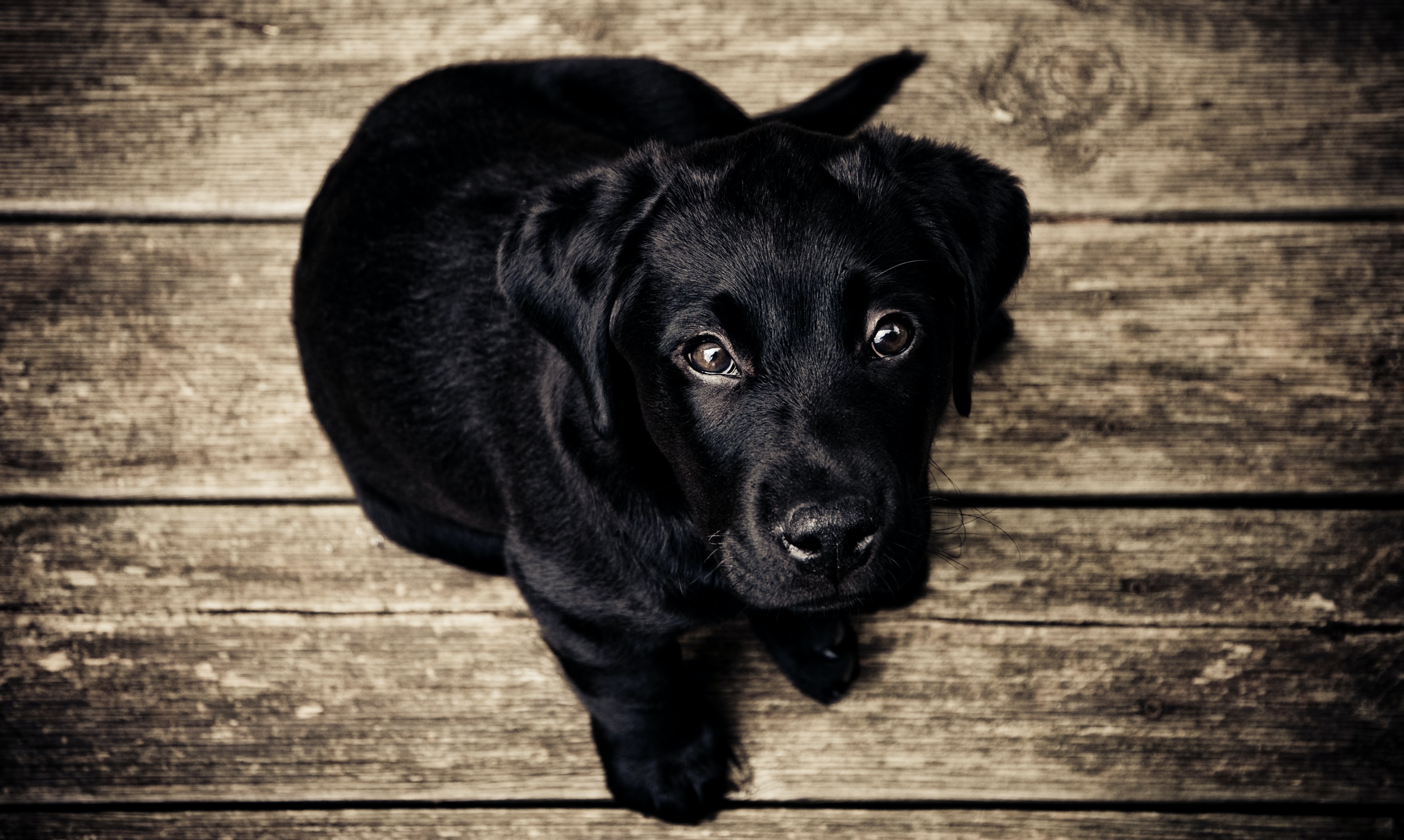 Cute Black Lab Background , HD Wallpaper & Backgrounds