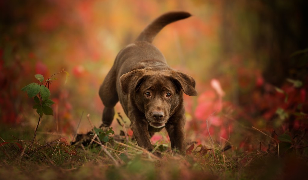 Labrador Retriever, Playful, Baby, Dogs - Forest Brown Dog , HD Wallpaper & Backgrounds