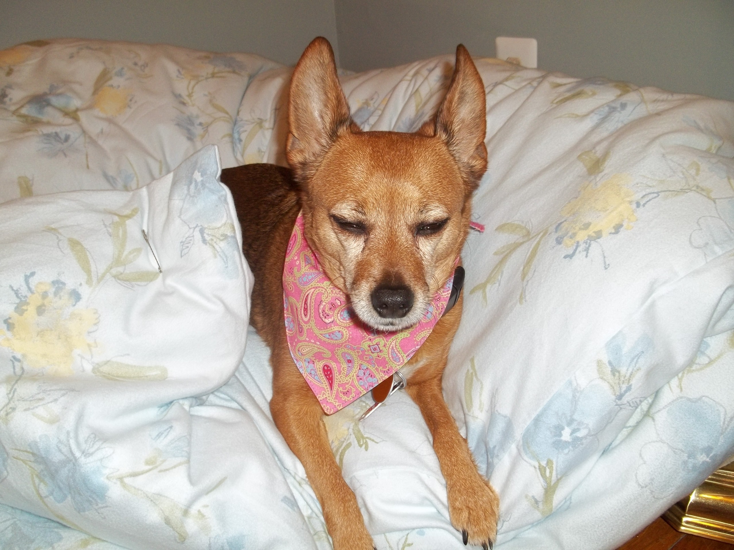 Zoe The Wonder Dog - Toy Fox Terrier , HD Wallpaper & Backgrounds