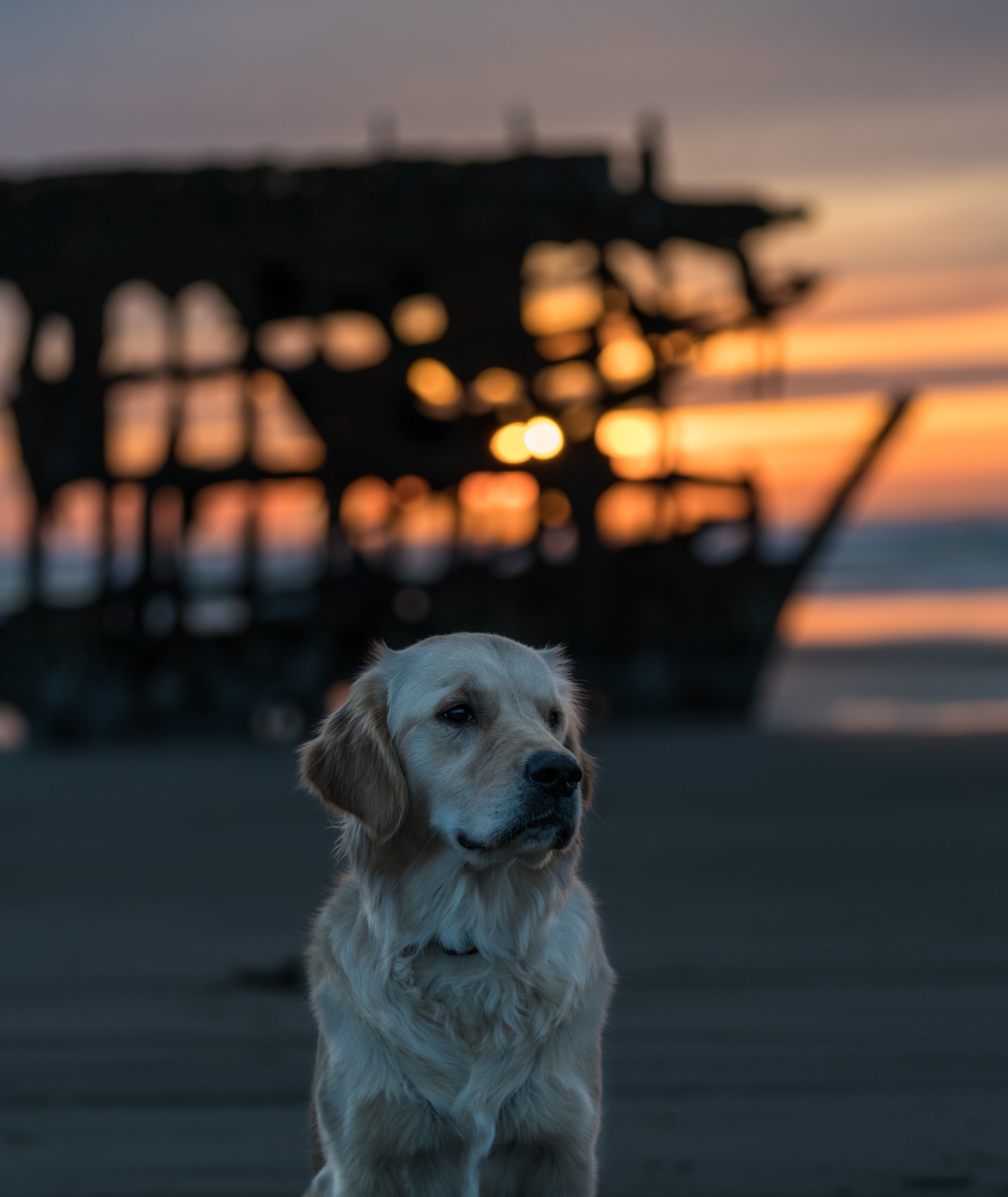 Wallpaper Labrador, Dog, Muzzle, Look, Blur , HD Wallpaper & Backgrounds