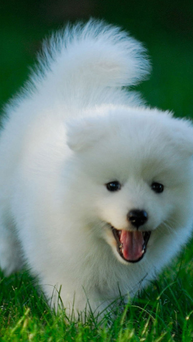 Cute Puppy Running On Grassland Iphone Wallpaper - Cute Puppy Images Hd , HD Wallpaper & Backgrounds