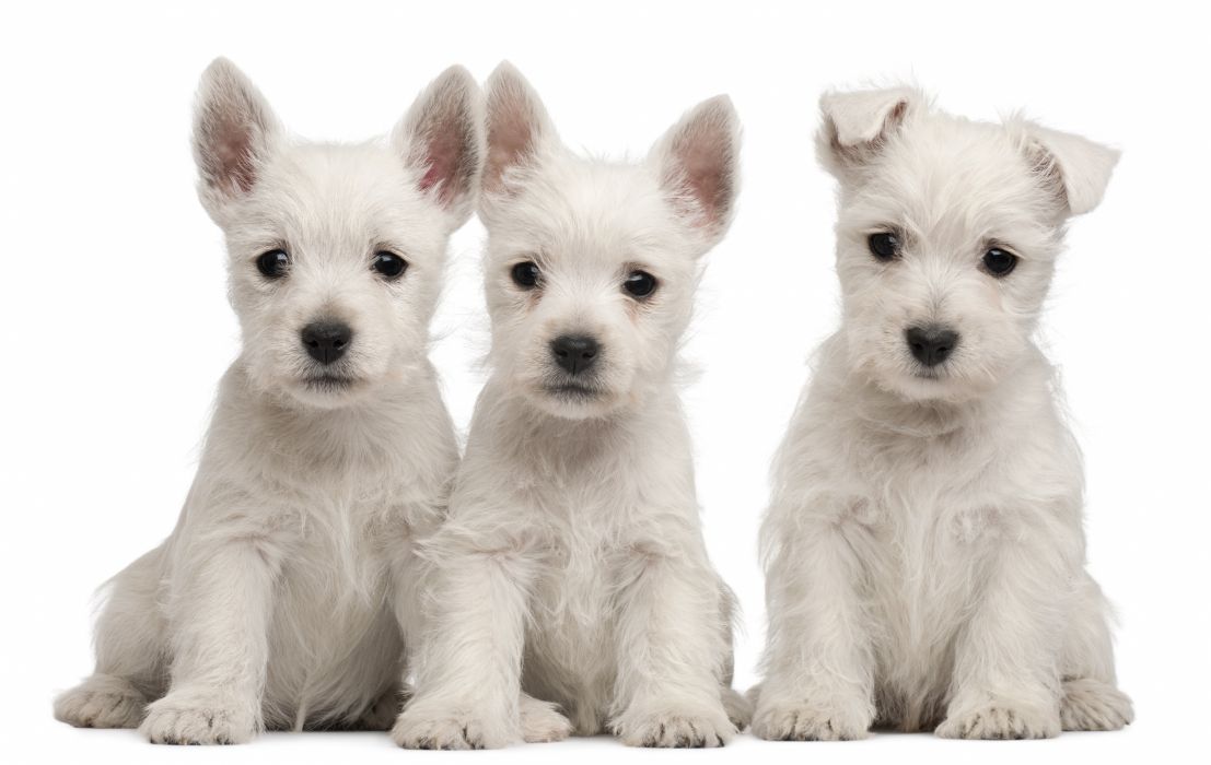 Puppies Puppy Baby Dog Dogs Wallpaper - White Non Shed Puppies , HD Wallpaper & Backgrounds