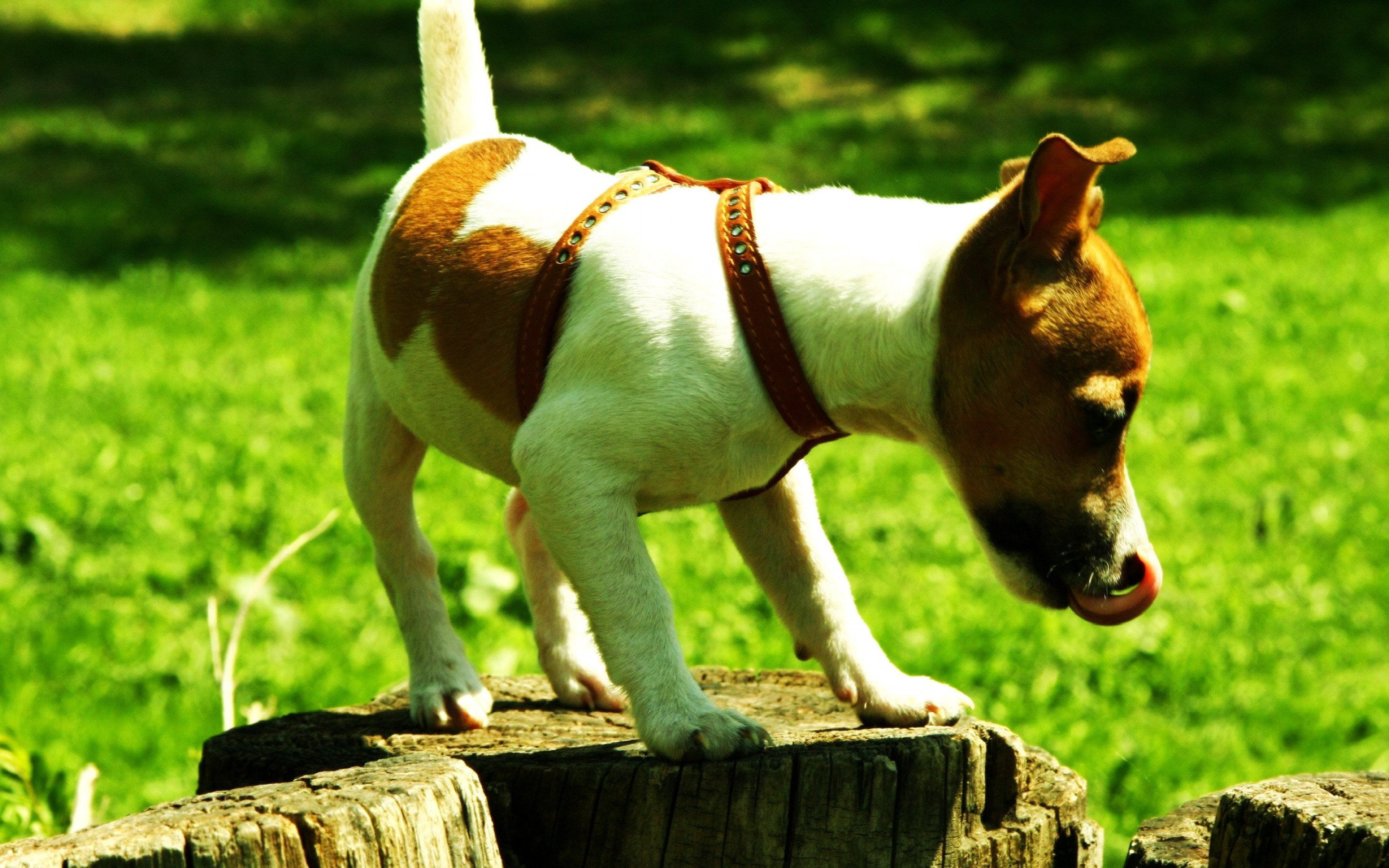 Jack Russell Dog Names , HD Wallpaper & Backgrounds