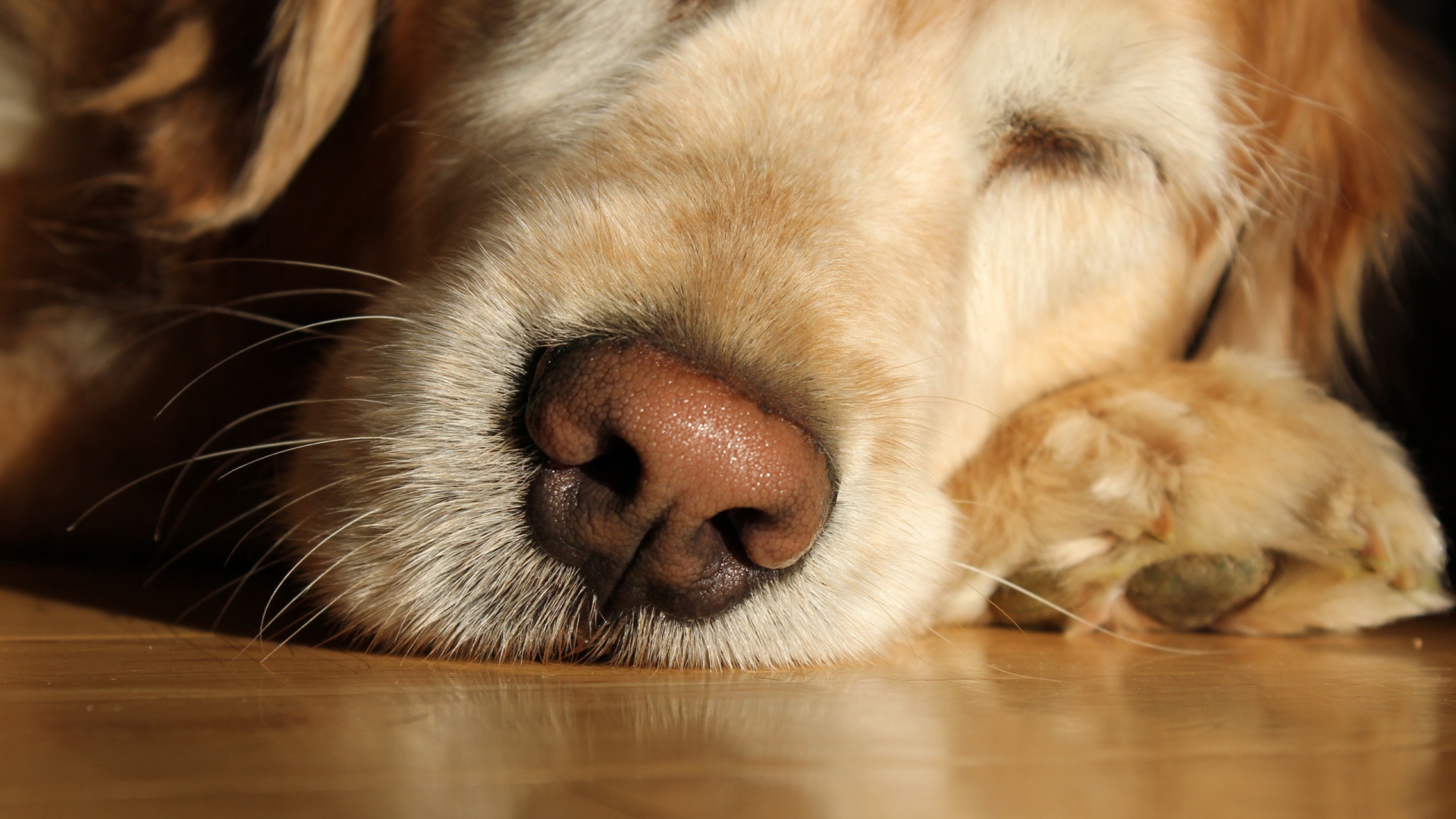 Labrador Dog Wallpaper - Sleeping Dog Up Close , HD Wallpaper & Backgrounds