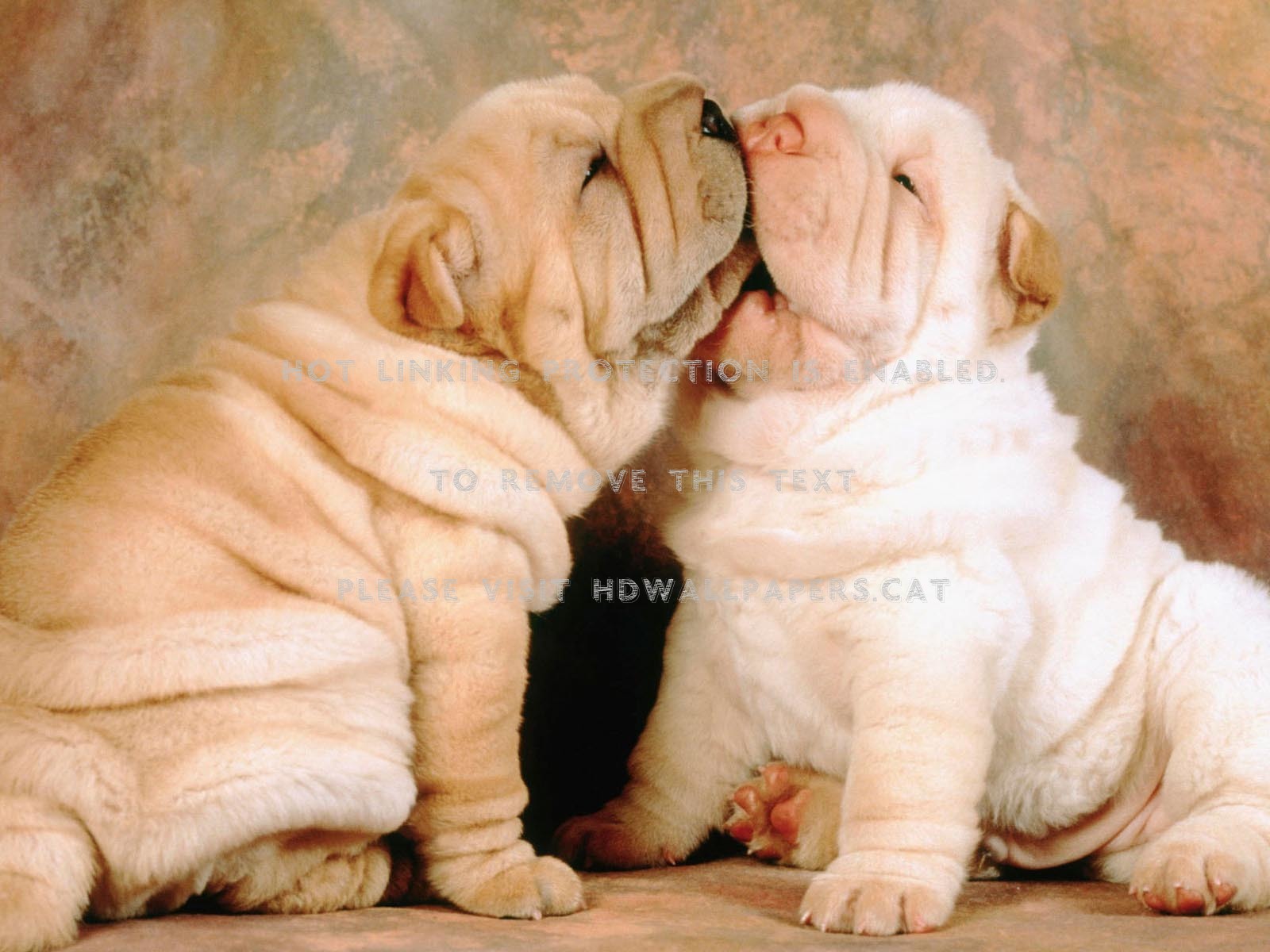 Cute Sharpeis Puppy Love Kiss Dog Animal - Cute Shar Pei , HD Wallpaper & Backgrounds