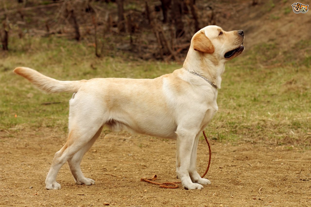 Hq Labrador Retriever Wallpapers - Labrador Retriever Dog , HD Wallpaper & Backgrounds