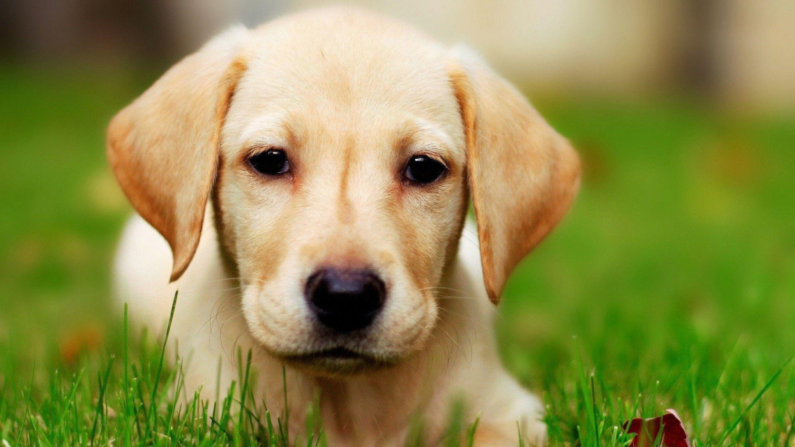 Dog Labrador Wallpaper - Labrador Retriever , HD Wallpaper & Backgrounds