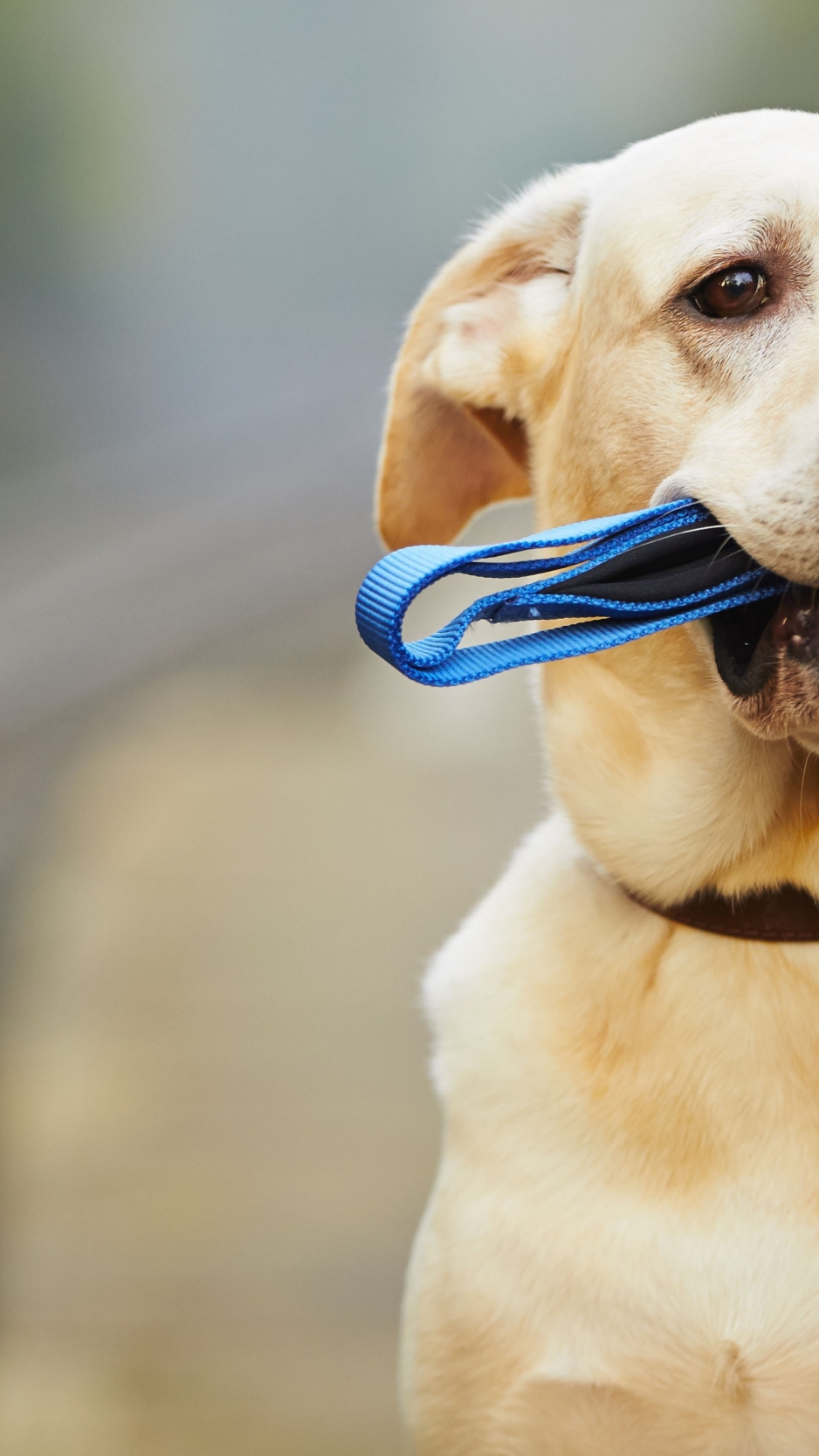 Dog Hold Leash In Mouth , HD Wallpaper & Backgrounds