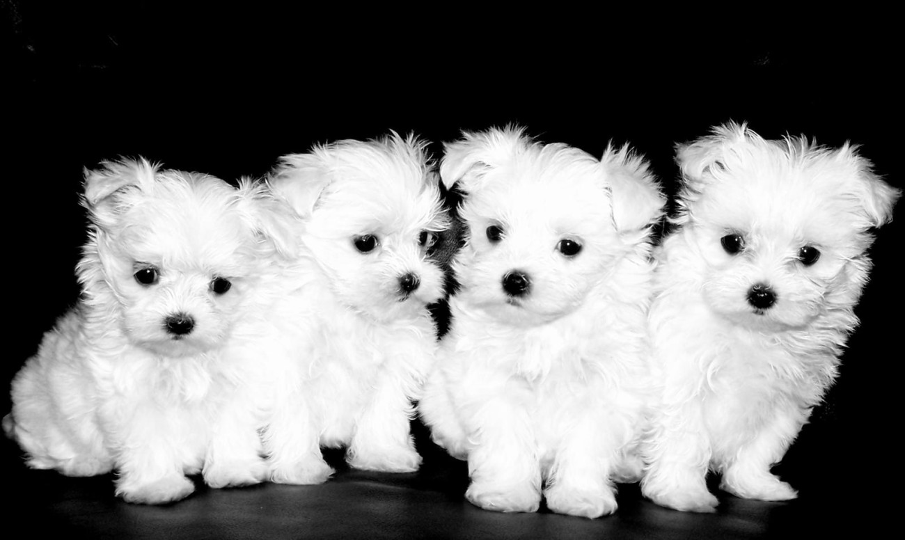 Maltese Tlc Puppy Love - Many Puppies Do Maltese Have , HD Wallpaper & Backgrounds