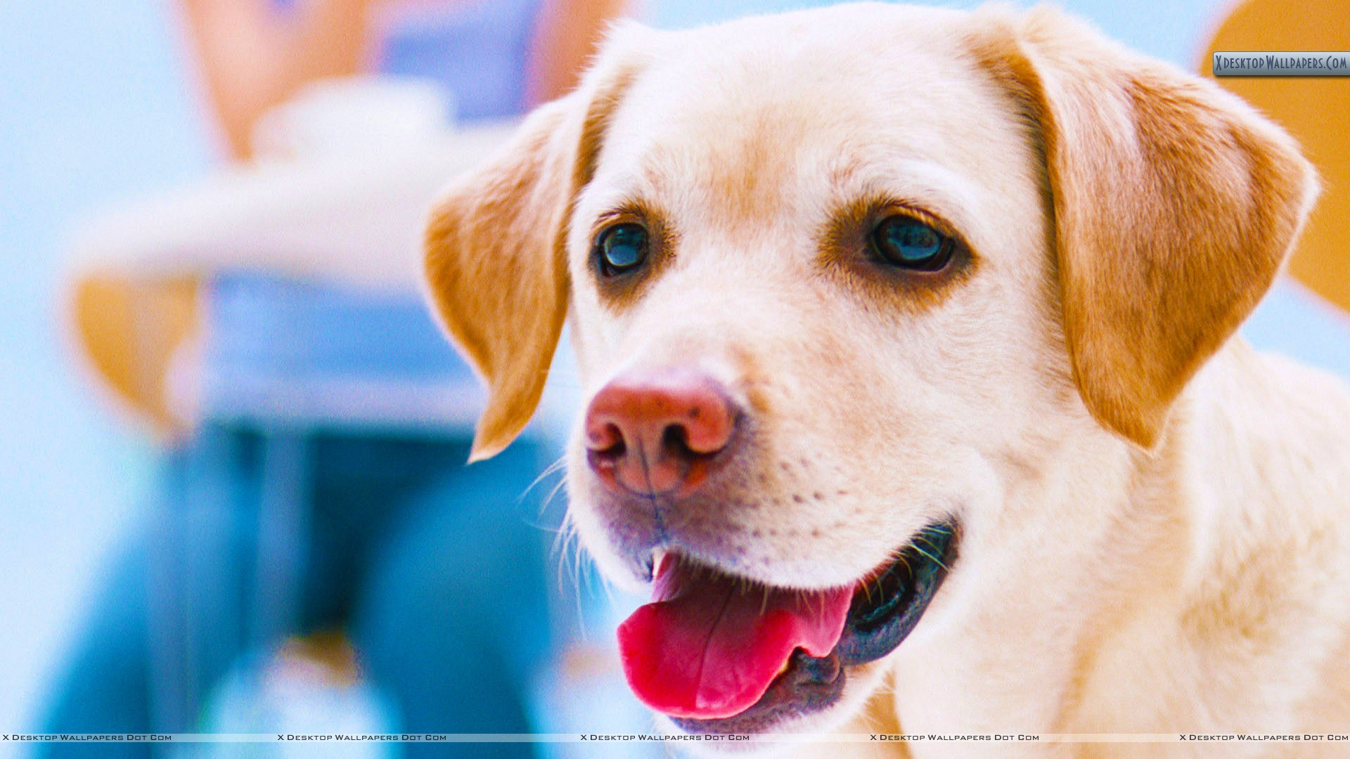 Lebra Wallpaper Dog , HD Wallpaper & Backgrounds