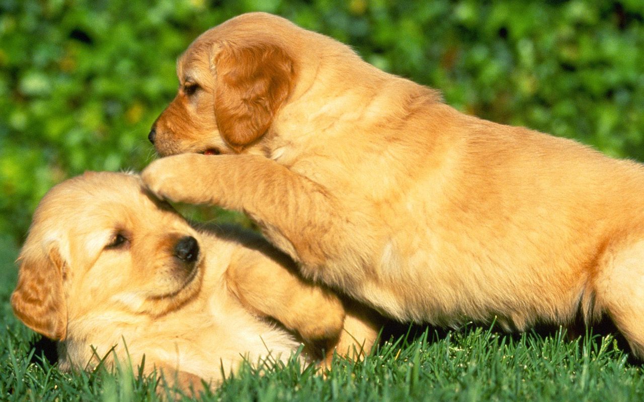 Golden Retriever Puppies Fhd , HD Wallpaper & Backgrounds