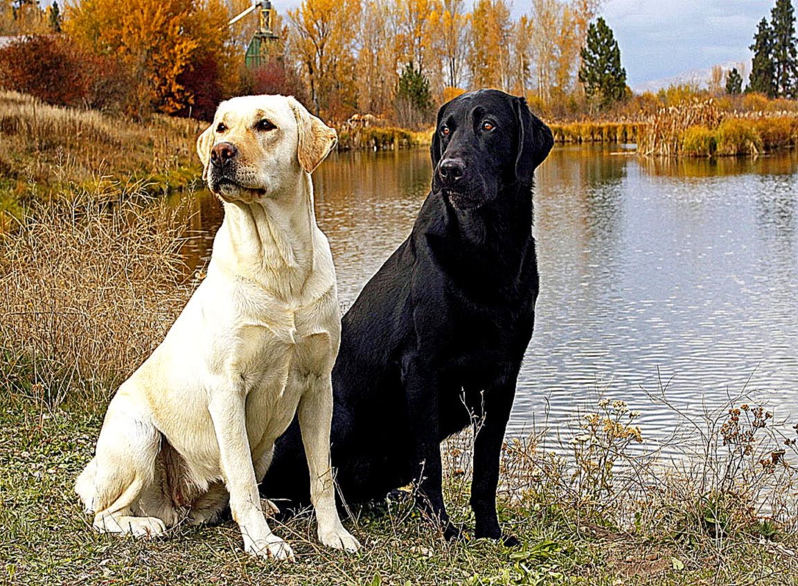 Black N Yellow Labrador Dog Wallpaper Desktop - Yellow And Black Labradors , HD Wallpaper & Backgrounds