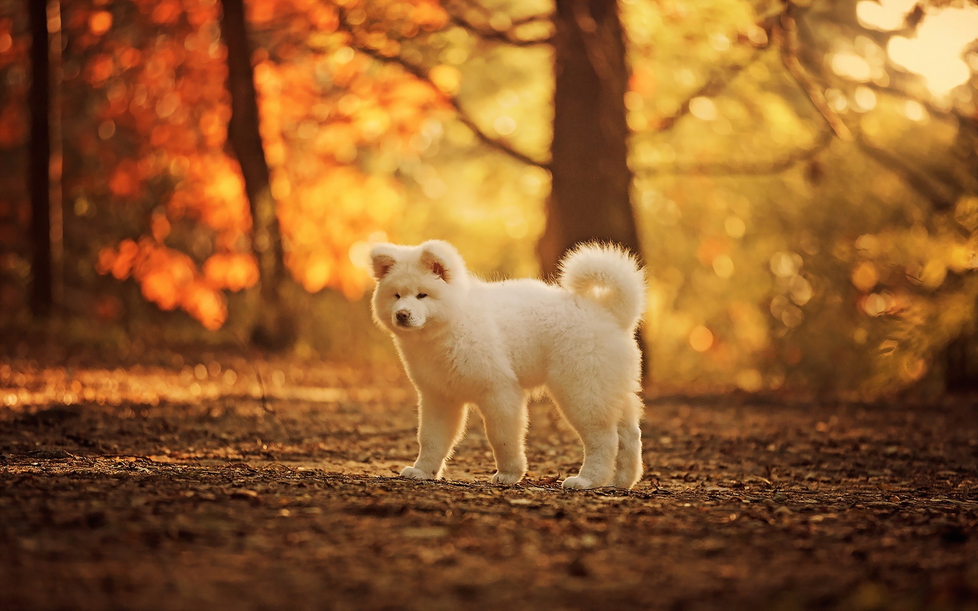 White Dog Wallpaper - Cute Autumn Wallpaper Hd , HD Wallpaper & Backgrounds