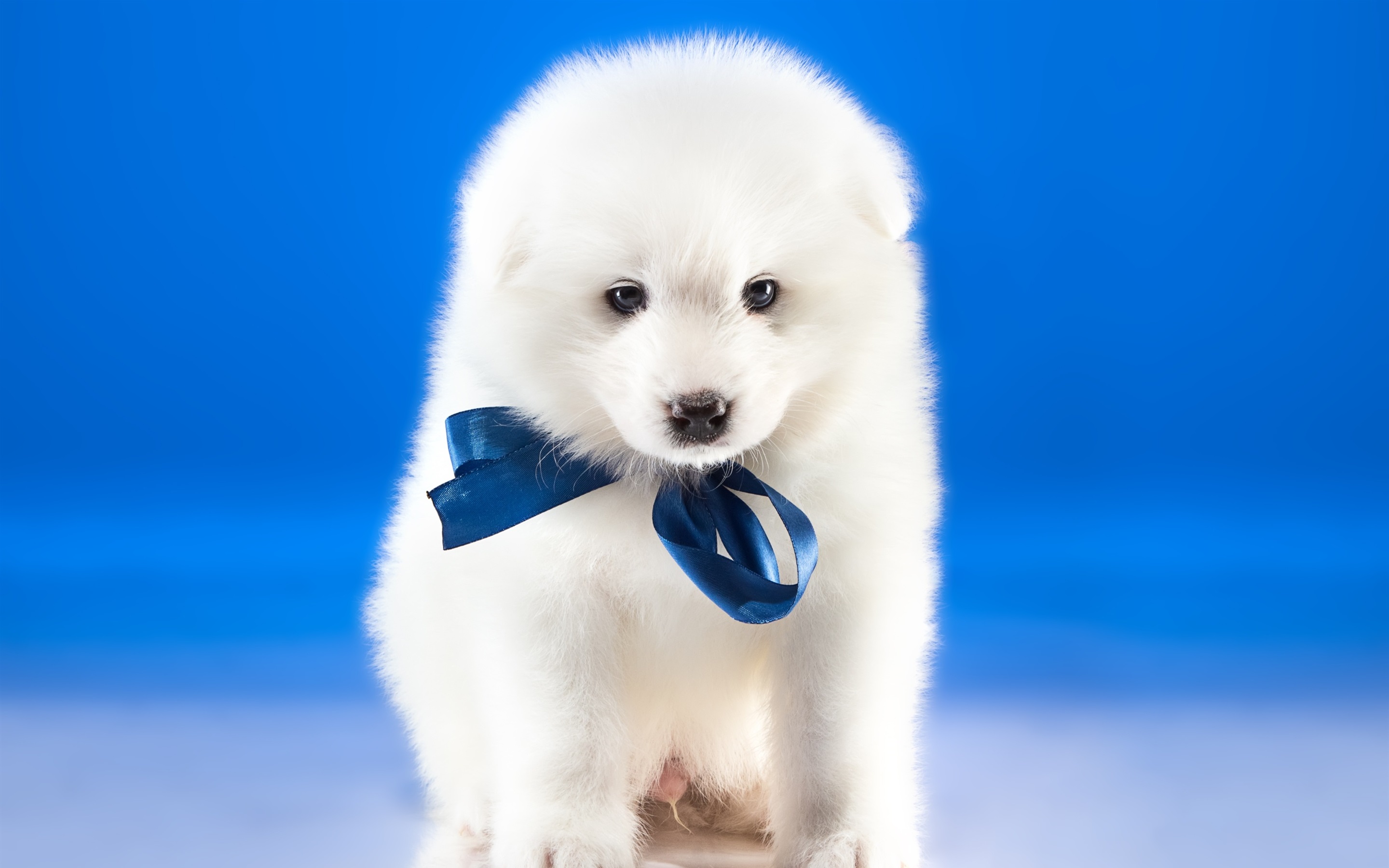 White Dog Wallpaper - White Dog On Blue Background , HD Wallpaper & Backgrounds