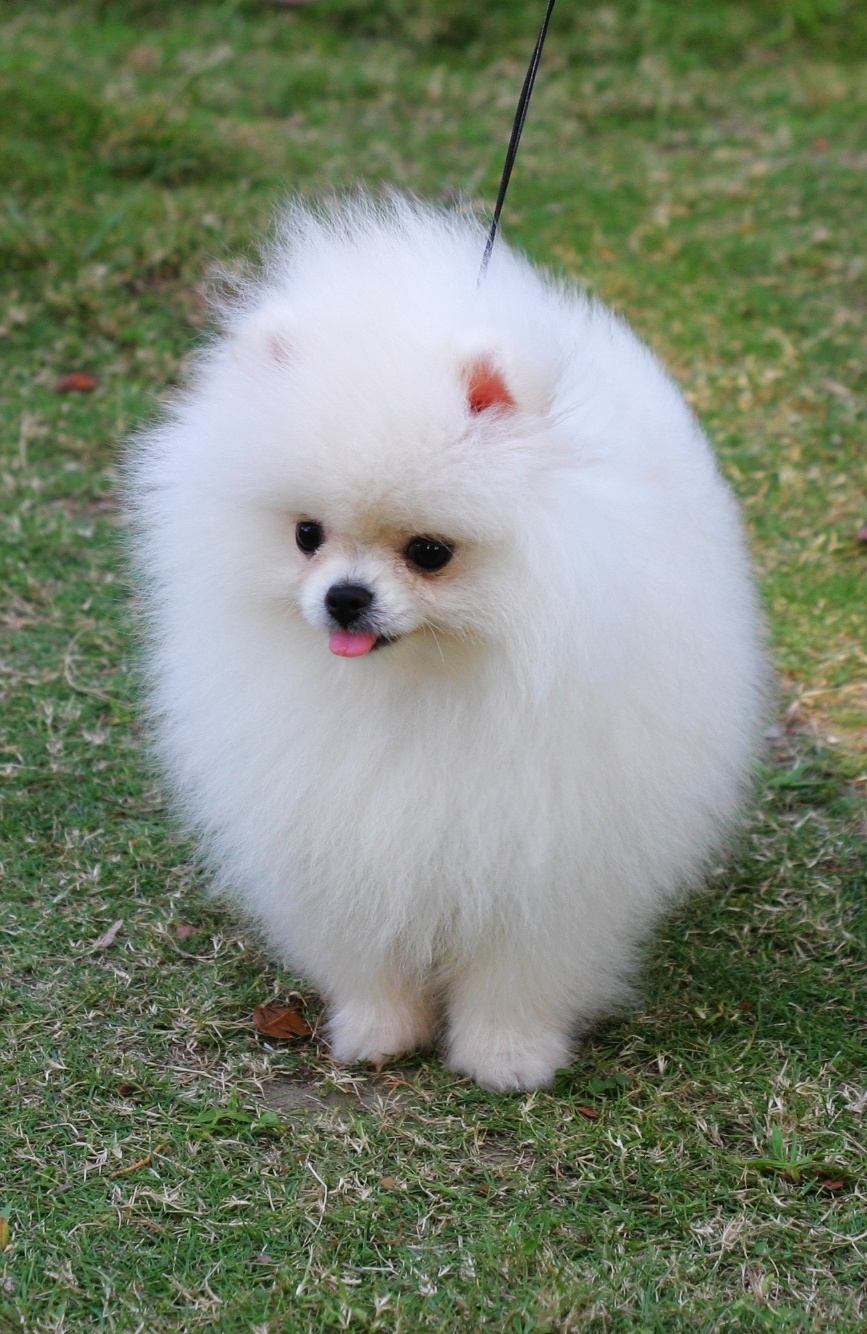 White Pomeranian Dog Photo And Wallpaper Beautiful - Pomeranian That Doesn T Grow , HD Wallpaper & Backgrounds