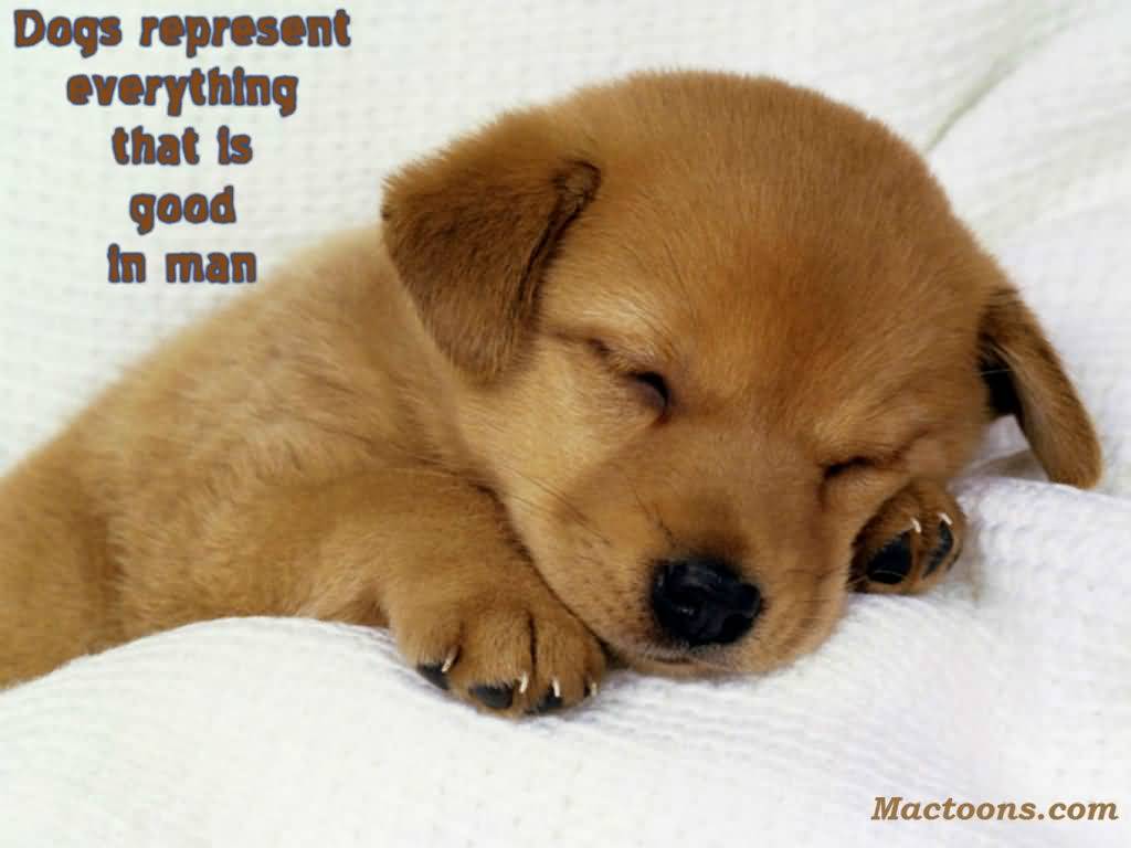 Puppy Love Quotes Meme Image - Cute Puppy Inspirational Quotes , HD Wallpaper & Backgrounds