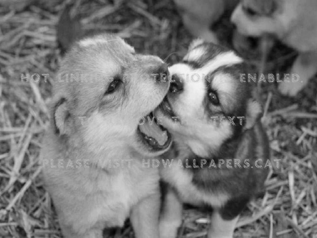 Black & White Puppy Love Wolf And Dogs - German Shepherd Husky Newborn Puppies , HD Wallpaper & Backgrounds