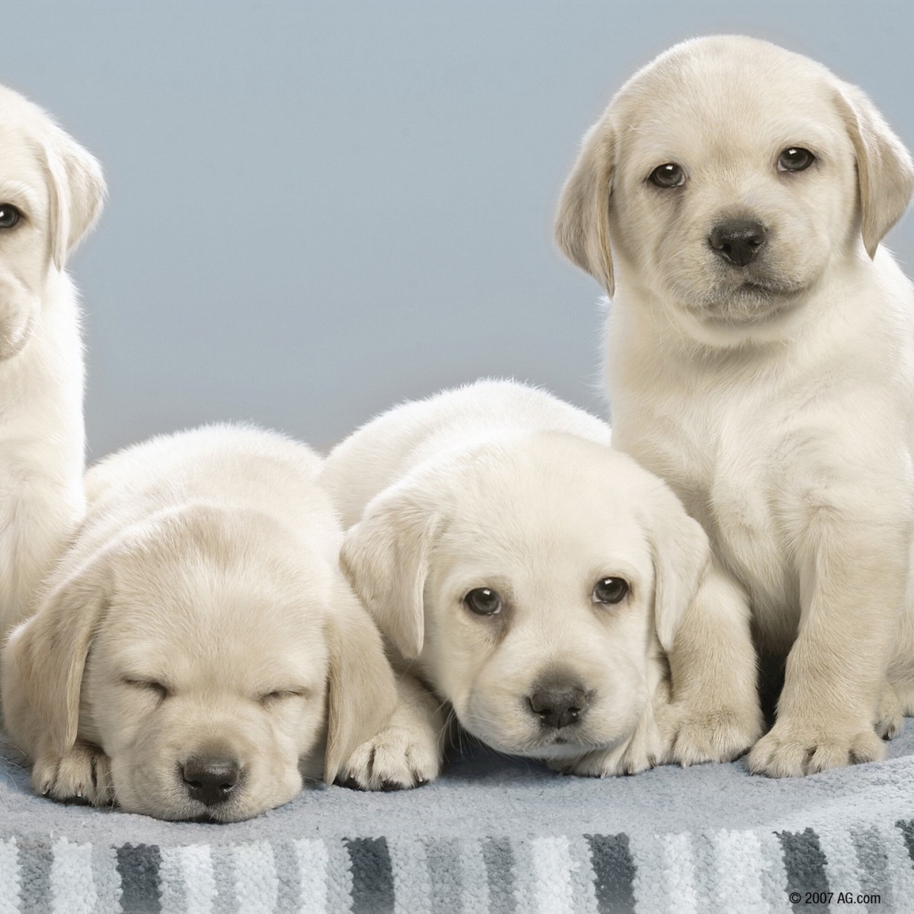 National Puppy Day 2018 , HD Wallpaper & Backgrounds