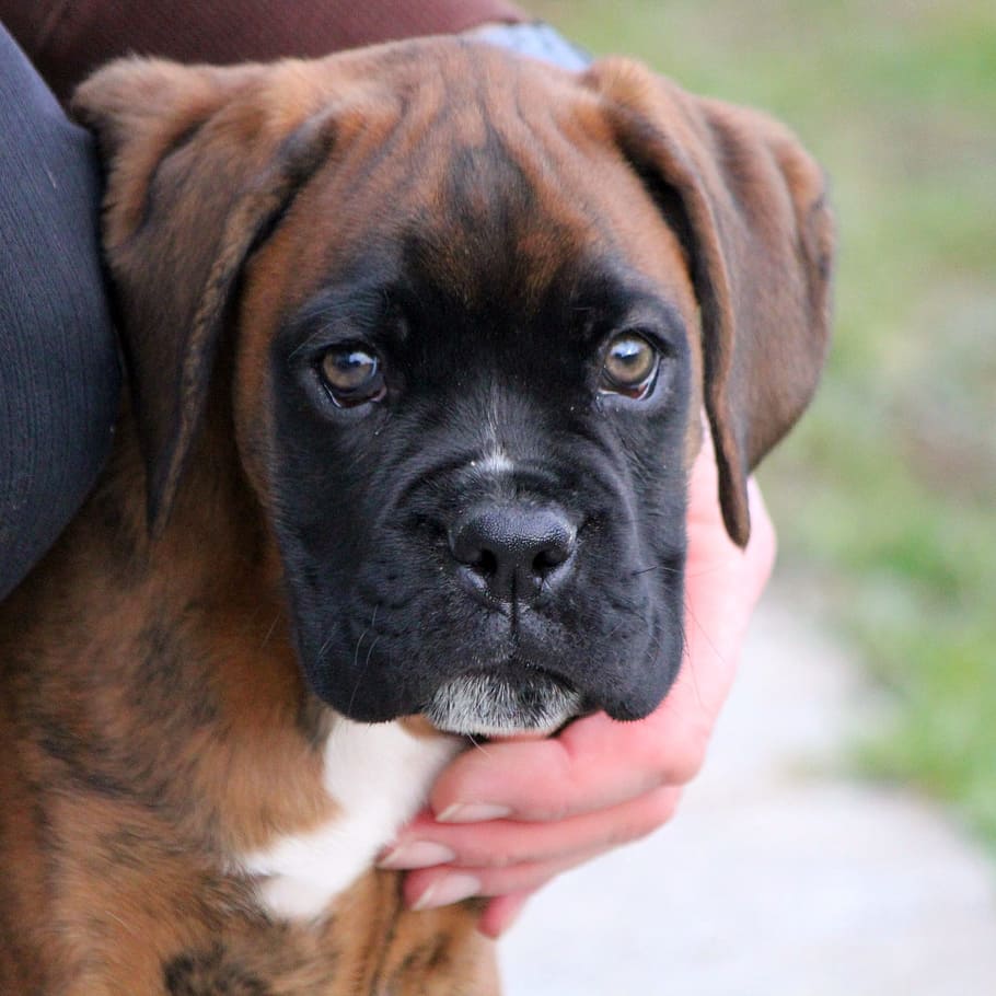Red Boxer Puppy On Focus Photo, Love For Animals, Guard - Boxer Dog