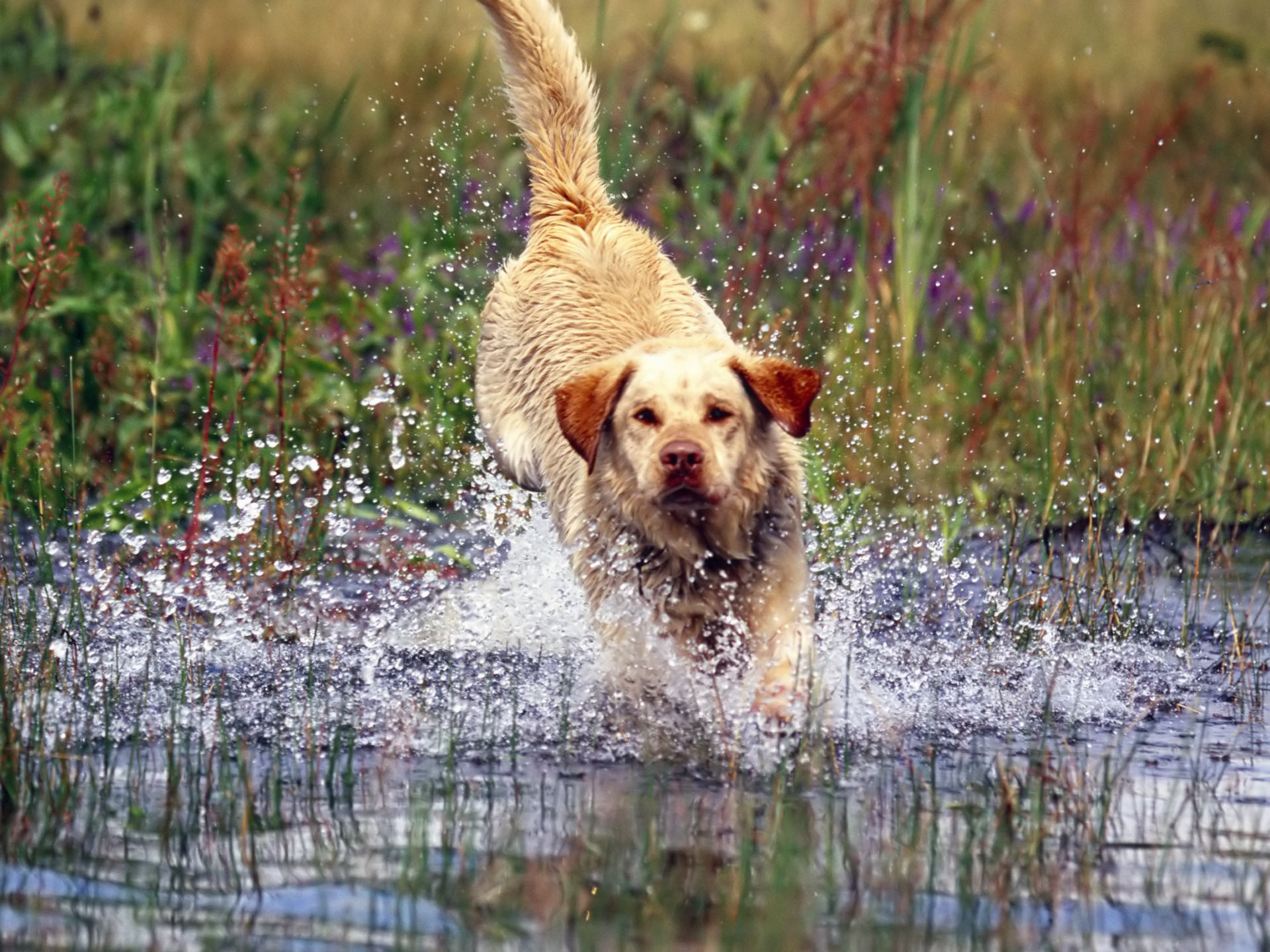 Running Labrador Retriever Dog Wallpaper - Labrador Backgrounds , HD Wallpaper & Backgrounds