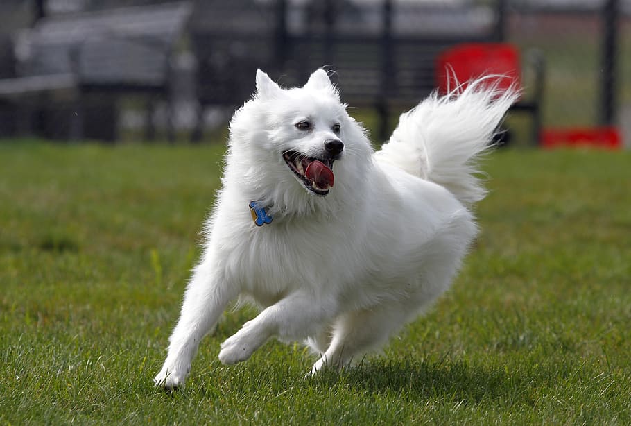 Dog, American Eskimo, Pet, Animal, Cute, White, Running, - American Eskimo Dog Cute , HD Wallpaper & Backgrounds