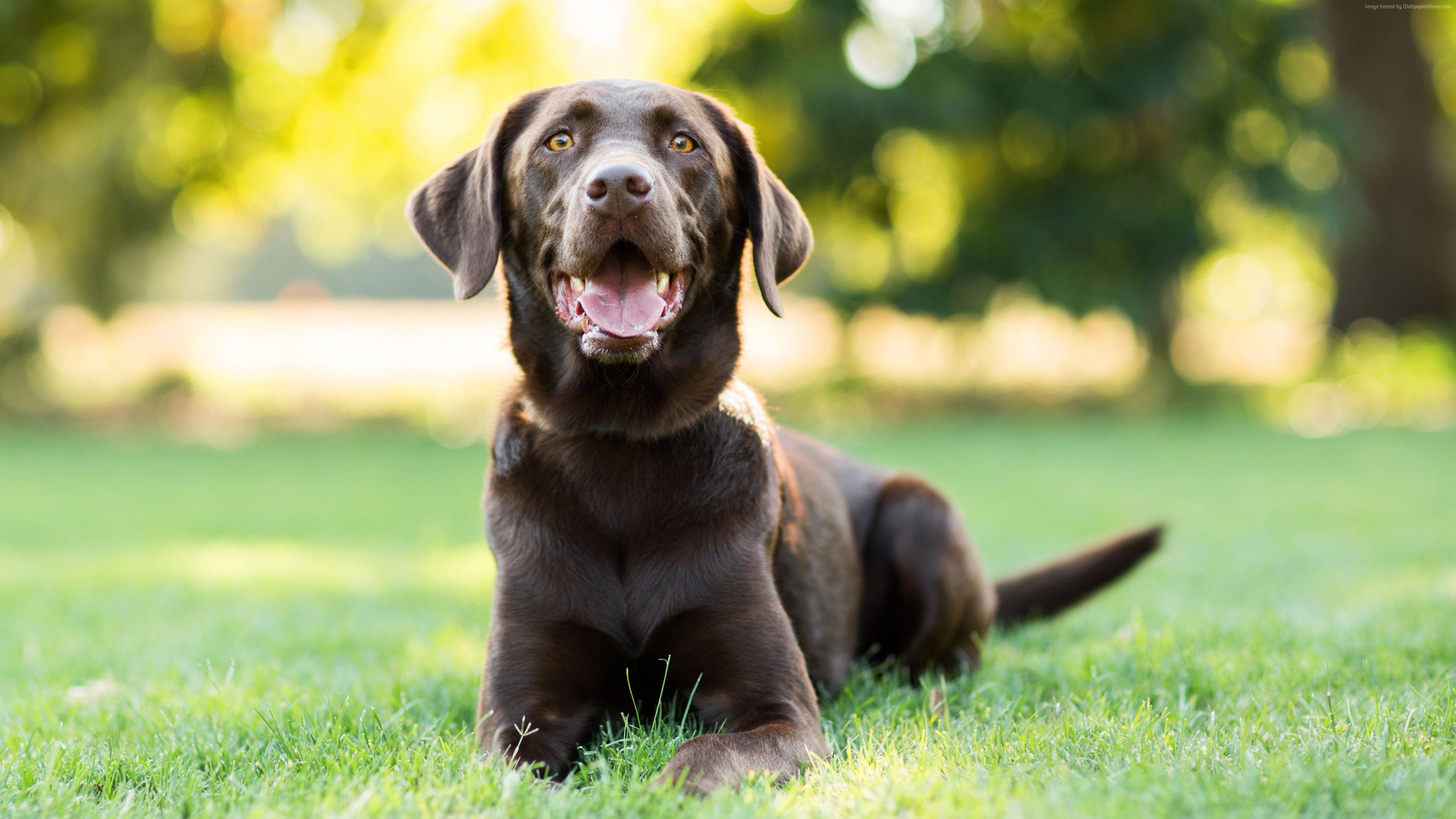 Labrador 4k , HD Wallpaper & Backgrounds