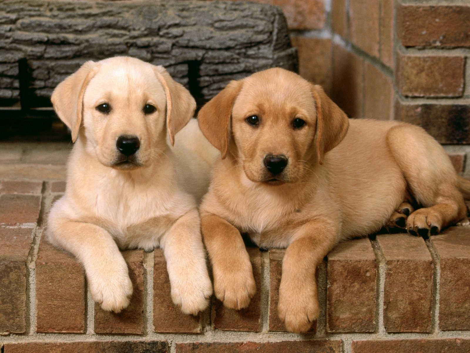 ♥labradors♥ - 2 Yellow Lab Puppies , HD Wallpaper & Backgrounds