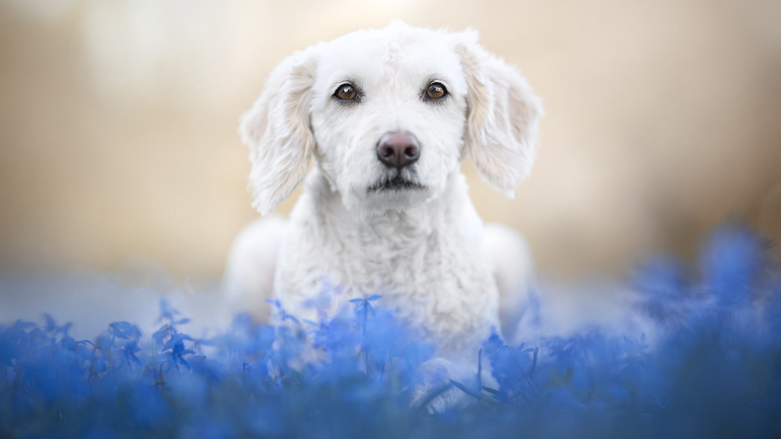 White Dog, Blue Flowers, Cute - Dog In Blue Flowers , HD Wallpaper & Backgrounds