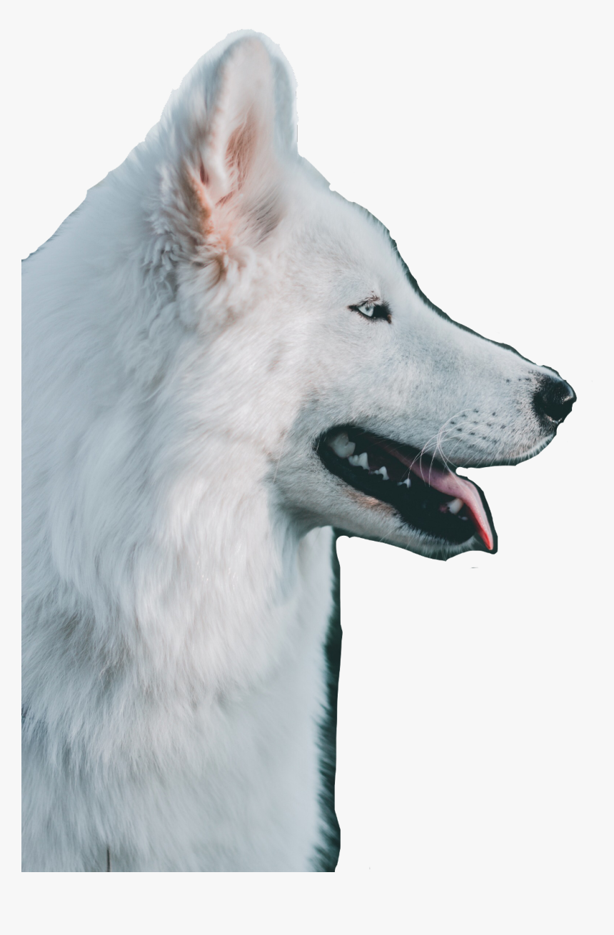 White Dog Wallpaper Hd, Hd Png Download, Free Download - Dog , HD Wallpaper & Backgrounds