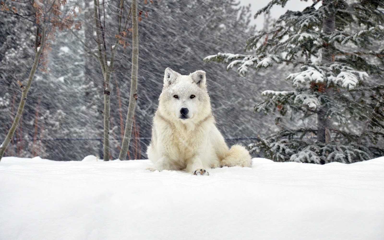 Dog Wallpaper Winter Snow Trees - Husky Siberiano Todo Branco , HD Wallpaper & Backgrounds