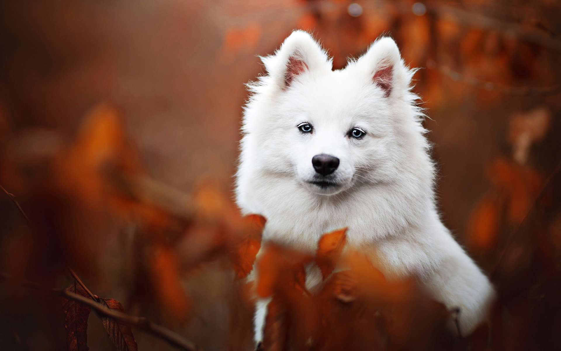 Samoyed, Bokeh, White Dog, Autumn, Cute Animals, Furry - Most Beautiful Dog In World , HD Wallpaper & Backgrounds