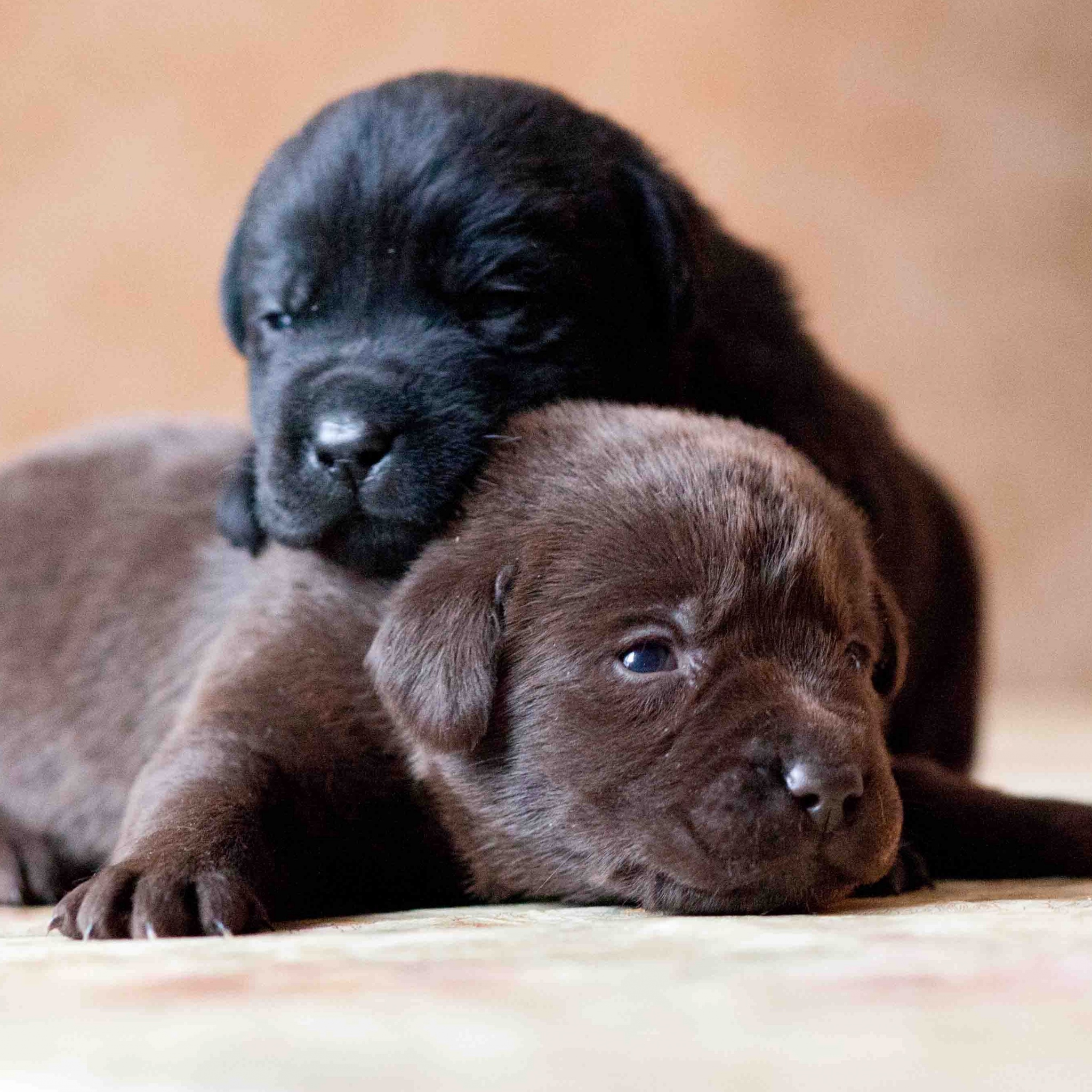 Dogs And Puppies , HD Wallpaper & Backgrounds