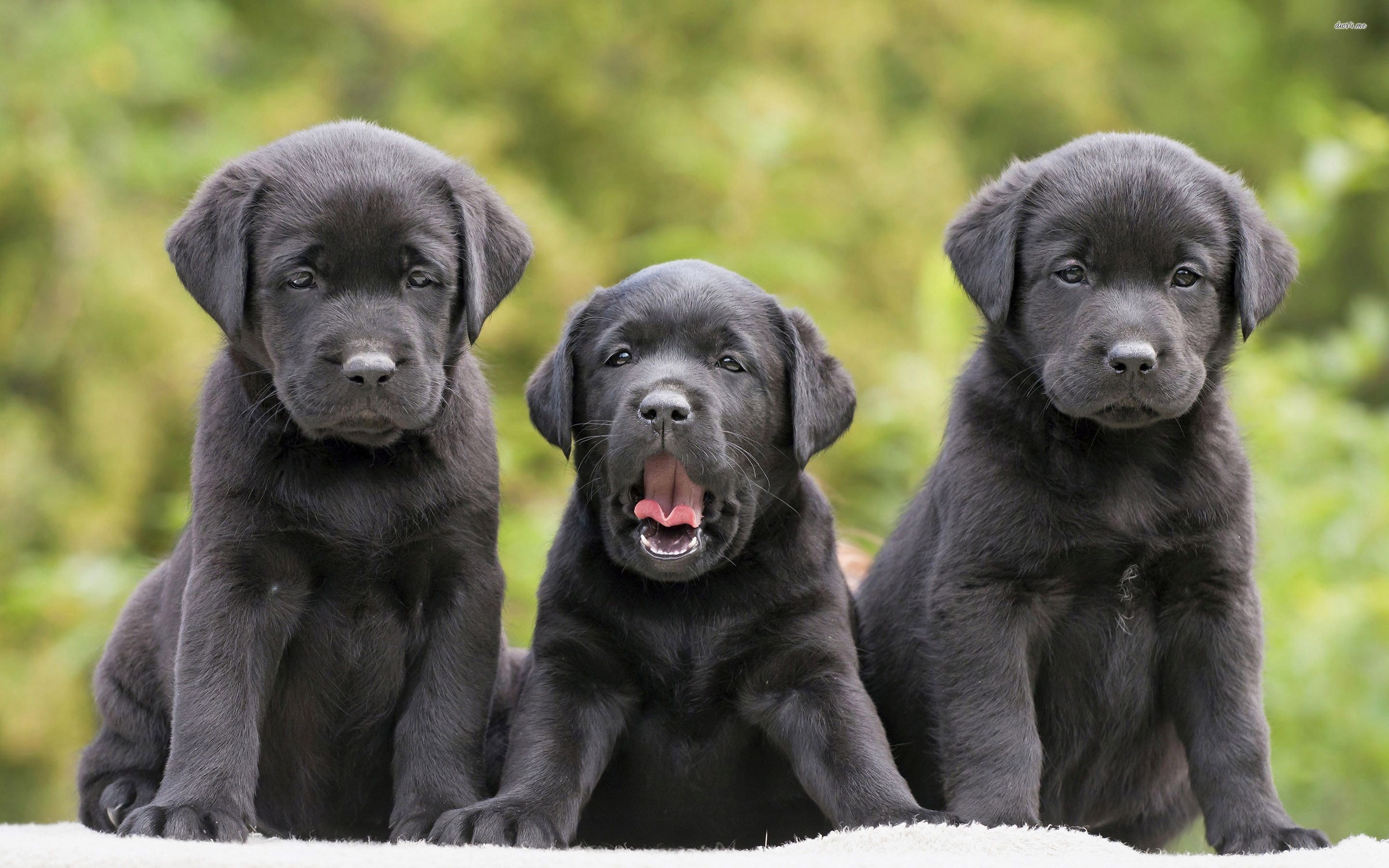 2880x1800, Black Labrador Retriver Puppies Wallpaper - Black Lab Puppy Backgrounds , HD Wallpaper & Backgrounds