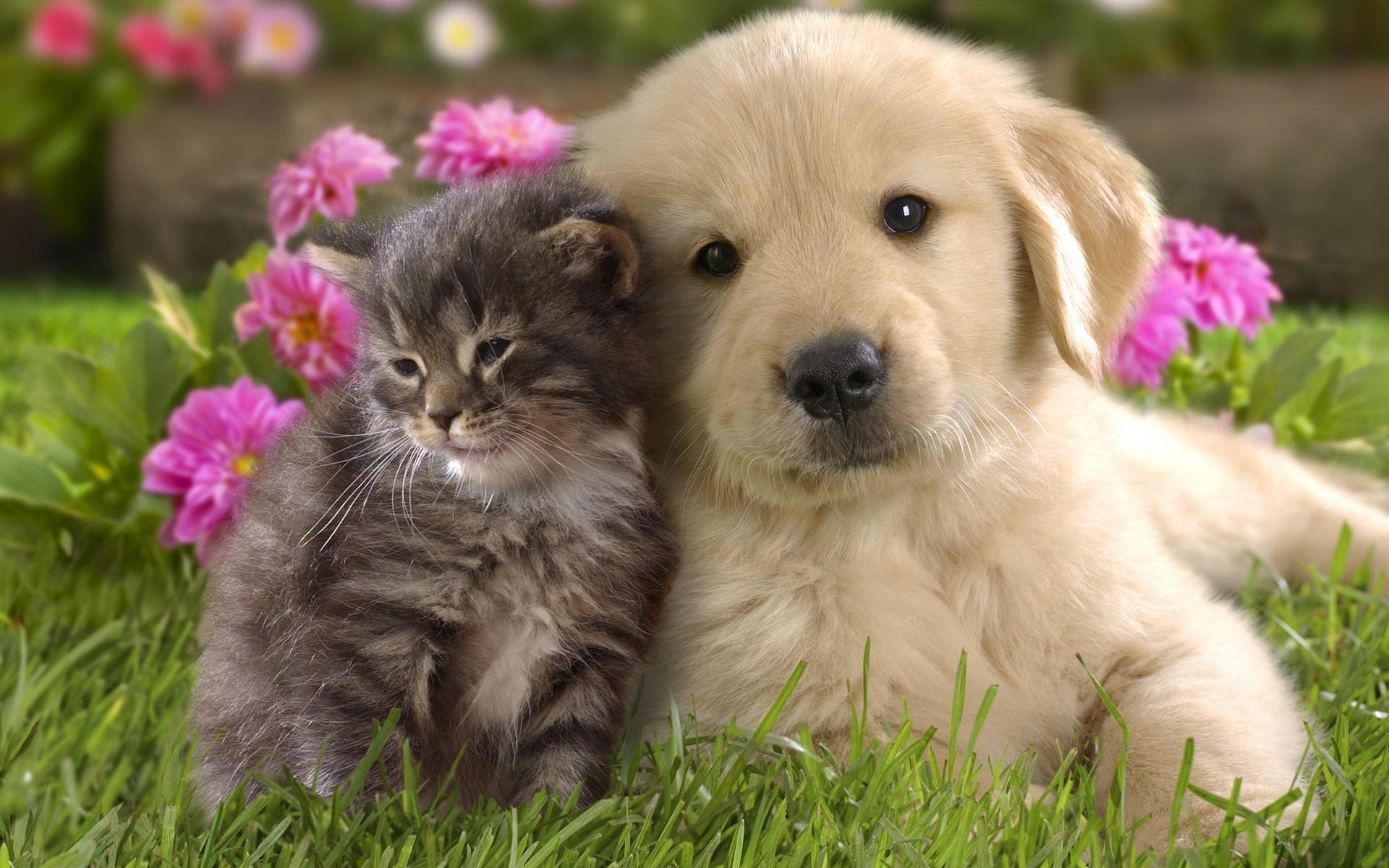 Download Cute Kitten And Puppy Wallpaper Wallpapers - Pets Dogs And Cats , HD Wallpaper & Backgrounds