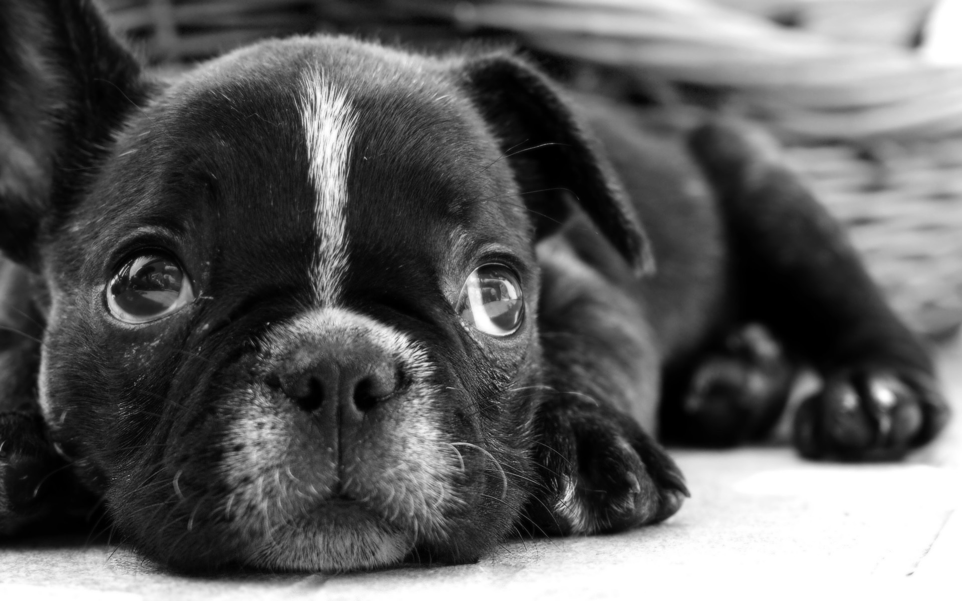 Wallpaper Black And White, Dog, Lies, Puppy Resolution - French Bulldog Puppy Hd , HD Wallpaper & Backgrounds