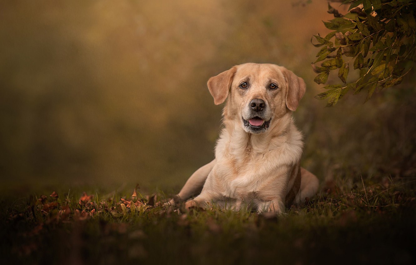 Photo Wallpaper Look, Dog, Bokeh, Labrador Retriever - Labrador Retriever , HD Wallpaper & Backgrounds