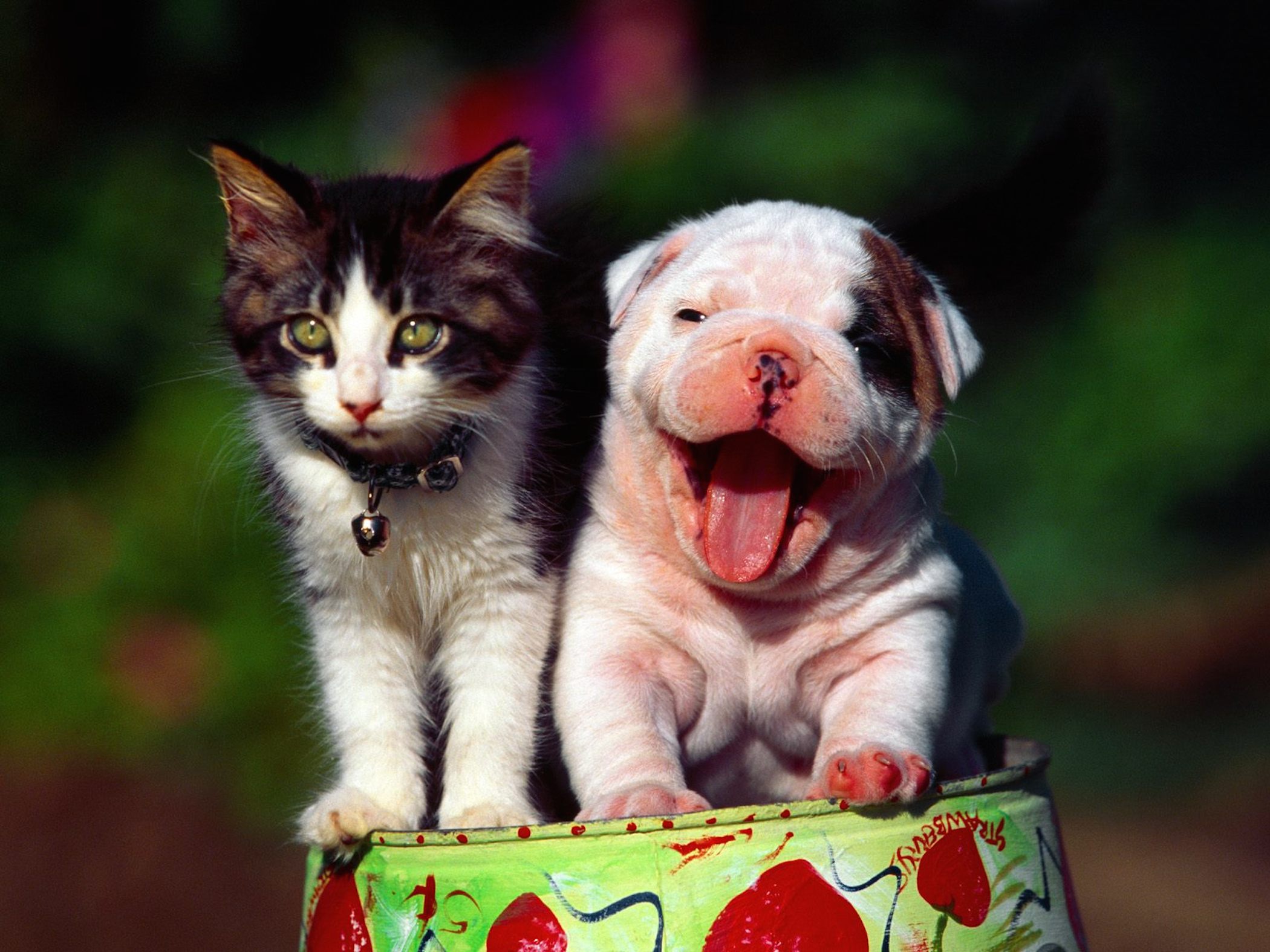 Puppy Dogs And Kitty Cats , HD Wallpaper & Backgrounds