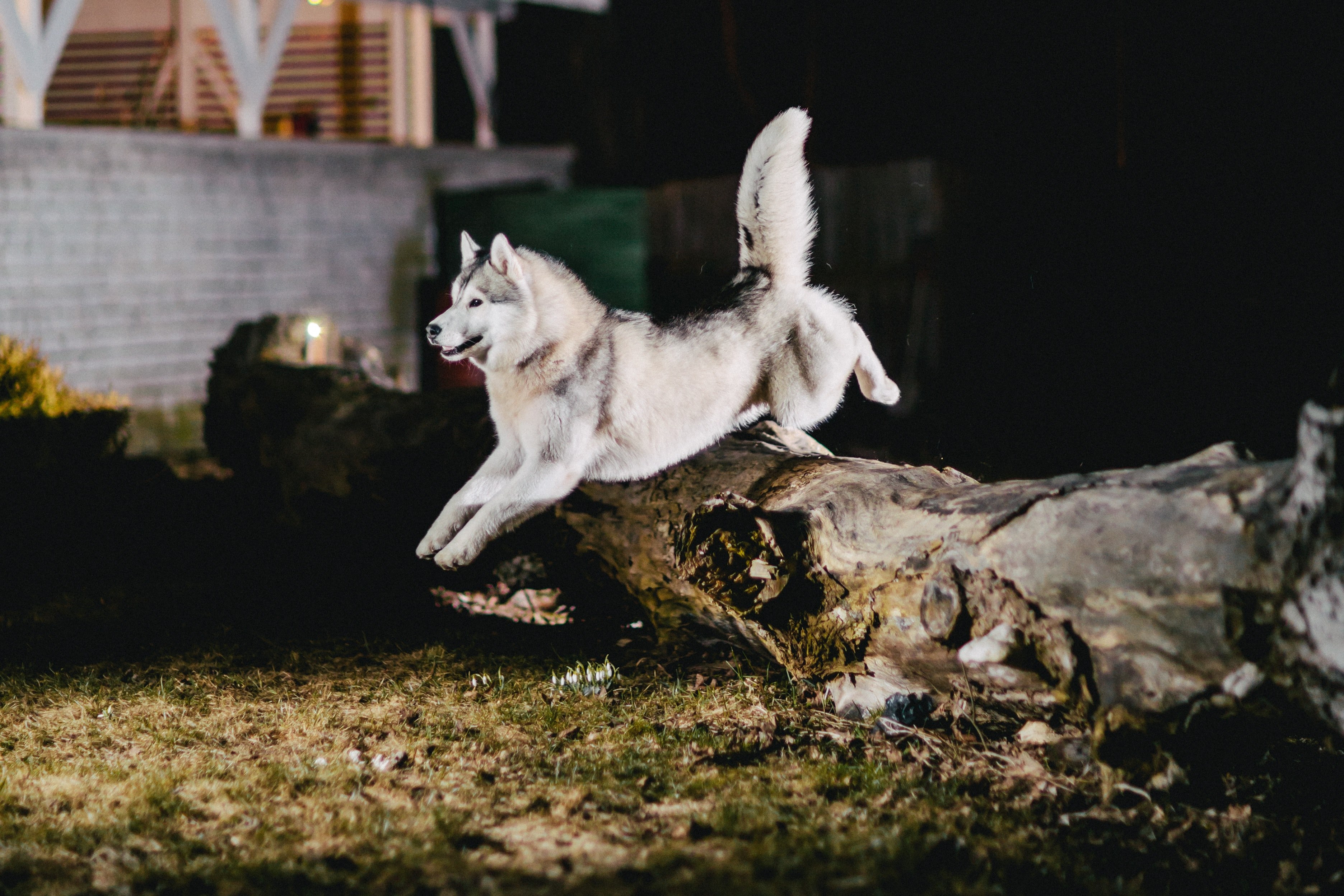 Wolf Like Dog Breeds , HD Wallpaper & Backgrounds