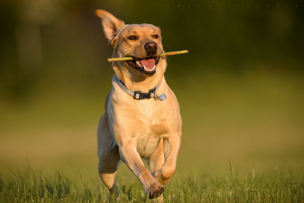 Labrador Retriever Dog Running Walking Joy Mood Wallpaper - Lab Dog Wallpaper Long , HD Wallpaper & Backgrounds
