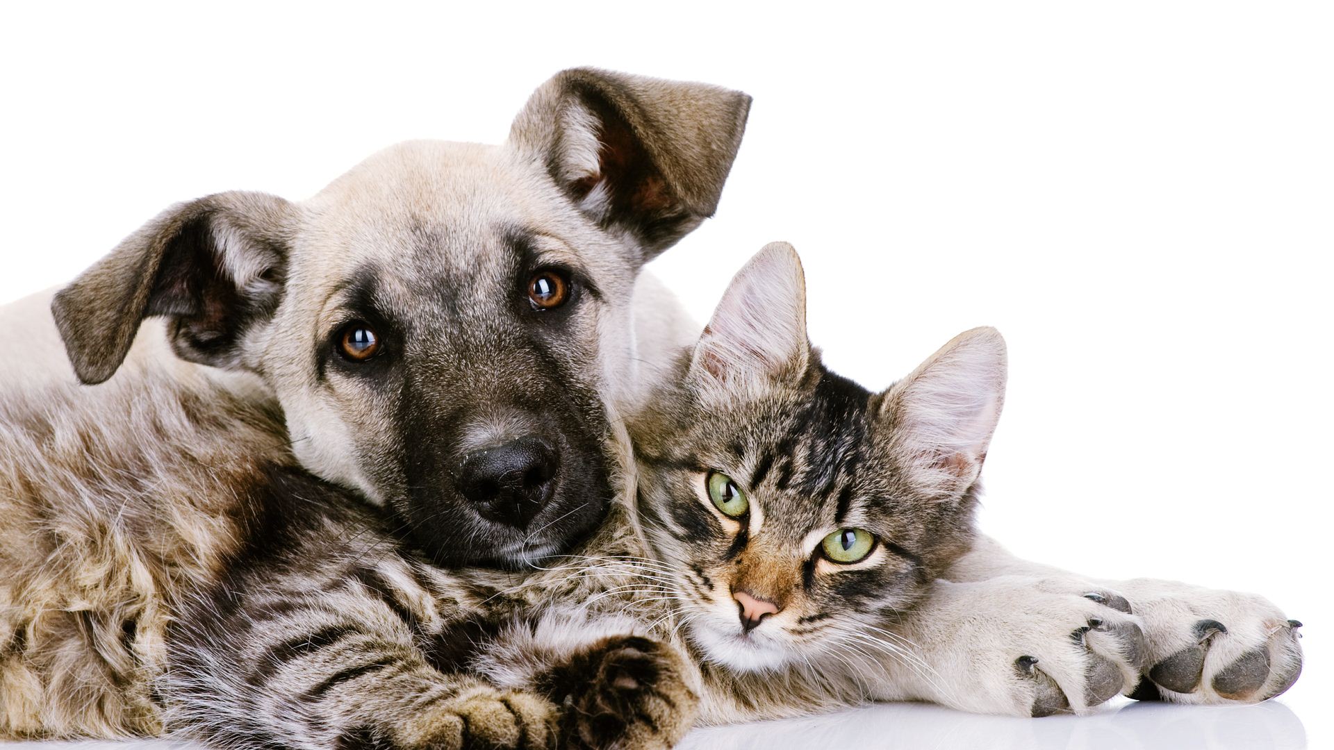Widescreen Cat And Dog , HD Wallpaper & Backgrounds