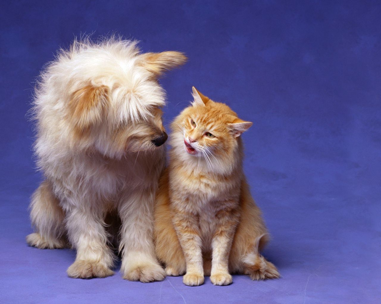 Wallpaper Cat, Dog, Fluffy, Friendship - Cat And Dog Lover Quotes , HD Wallpaper & Backgrounds