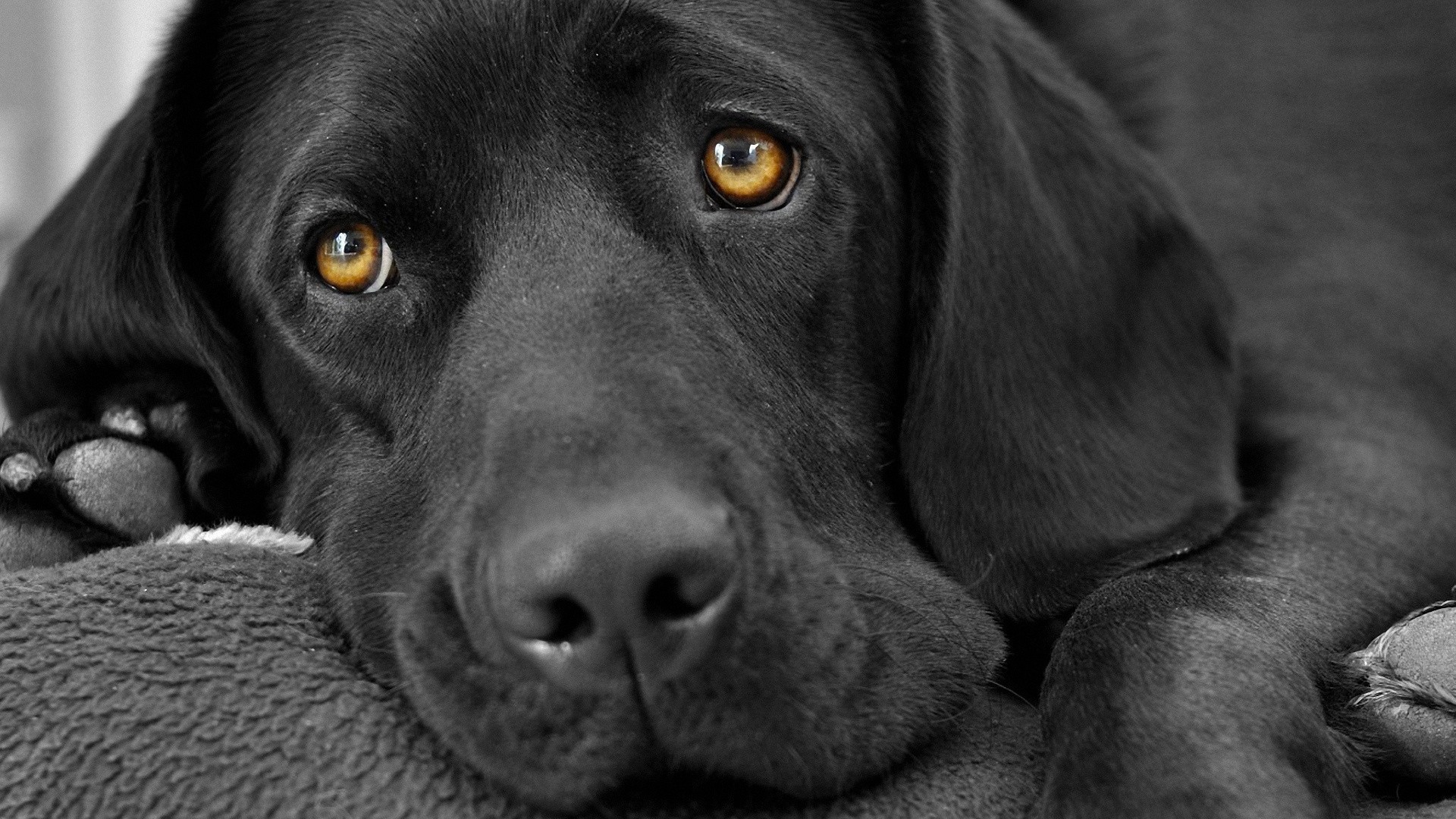 Black And White Dog Wallpaper - Black Lab Close Up , HD Wallpaper & Backgrounds
