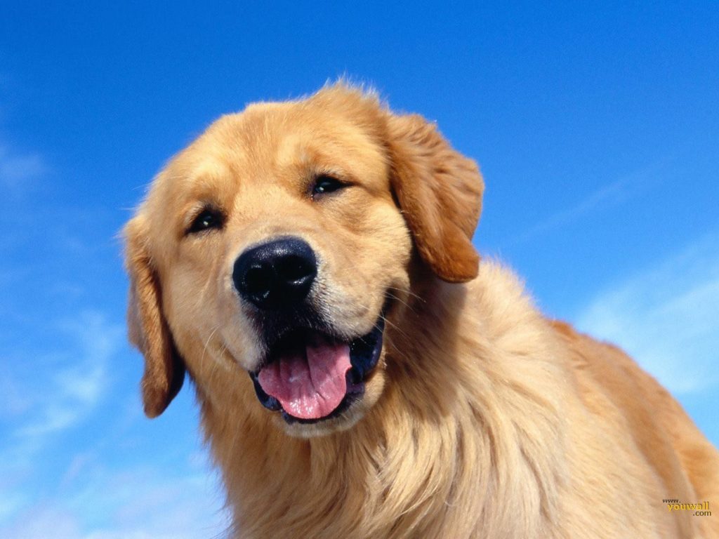 Photos Of Big Dogs Wallpaper - Dog Wallpaper Golden Retriever , HD Wallpaper & Backgrounds
