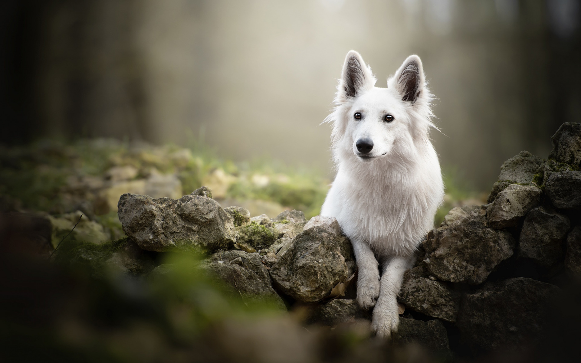 White Swiss Shepherd, Forest, Trees, Beautiful White - Swiss Shepherd Mix Husky , HD Wallpaper & Backgrounds