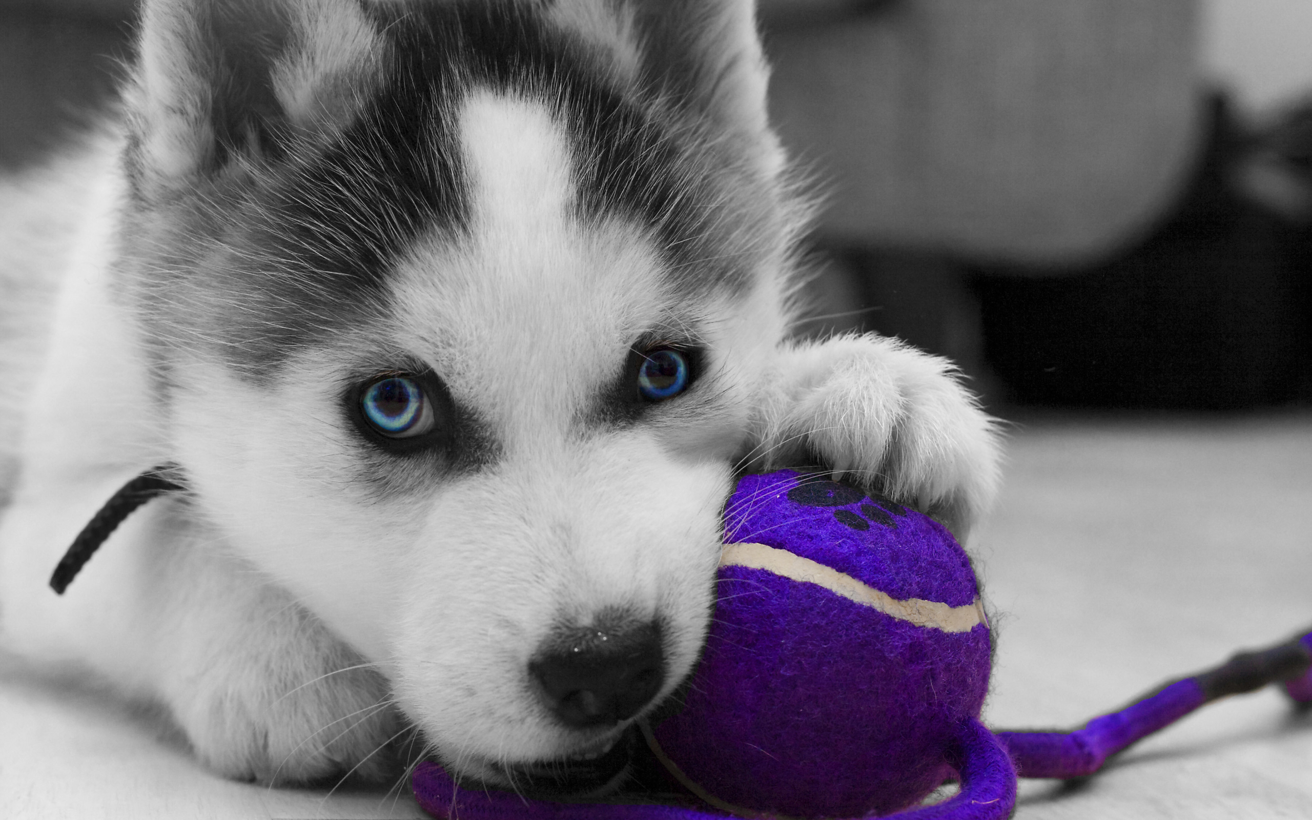 Dog Wallpaper Puppy , HD Wallpaper & Backgrounds