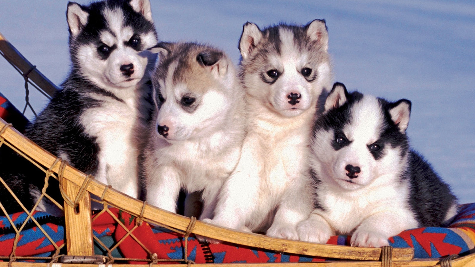 Husky Puppies Wallpaper Poster Art Print Desktop Wallpapers , HD Wallpaper & Backgrounds